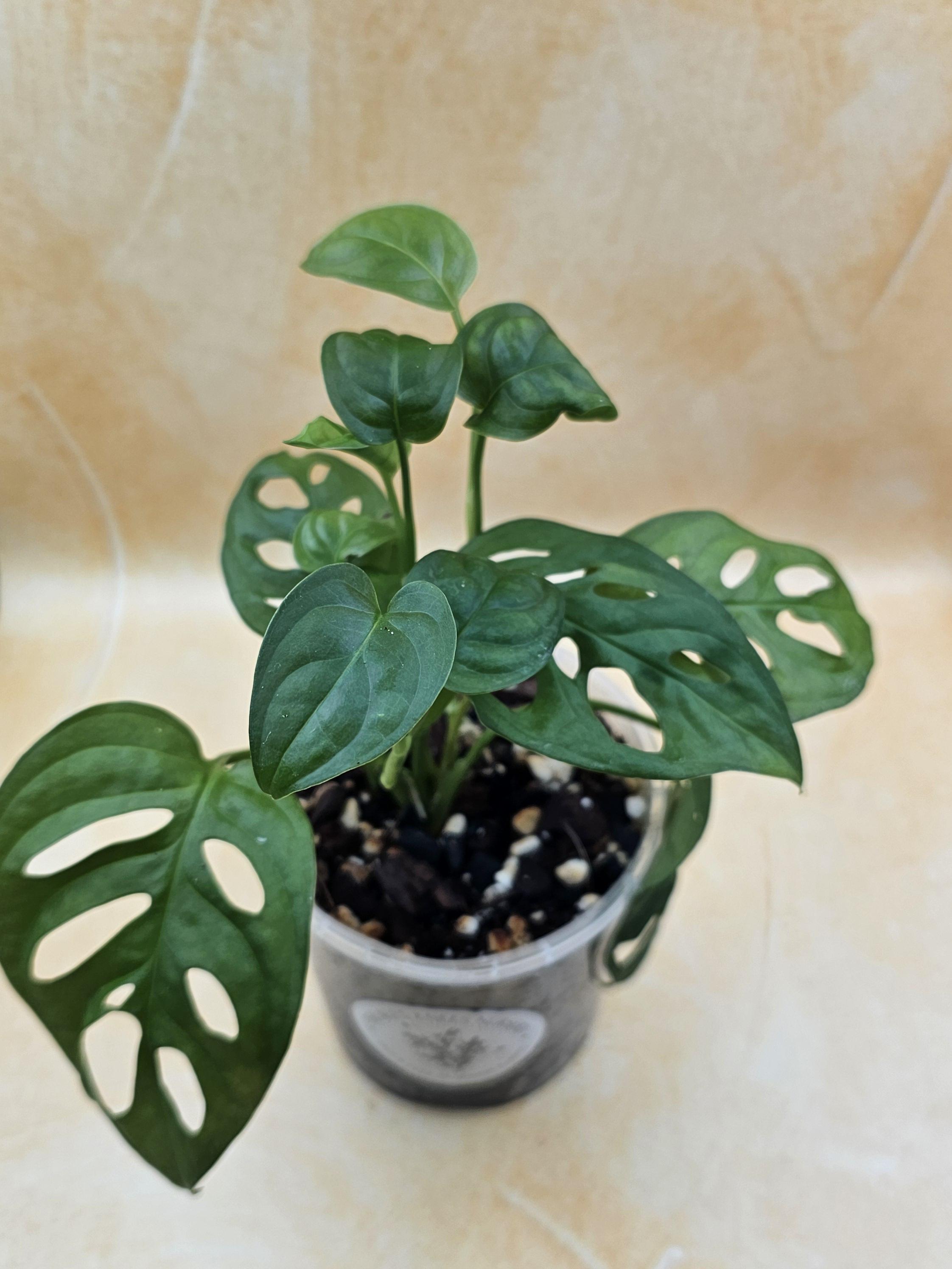 Monstera Adansonii &
