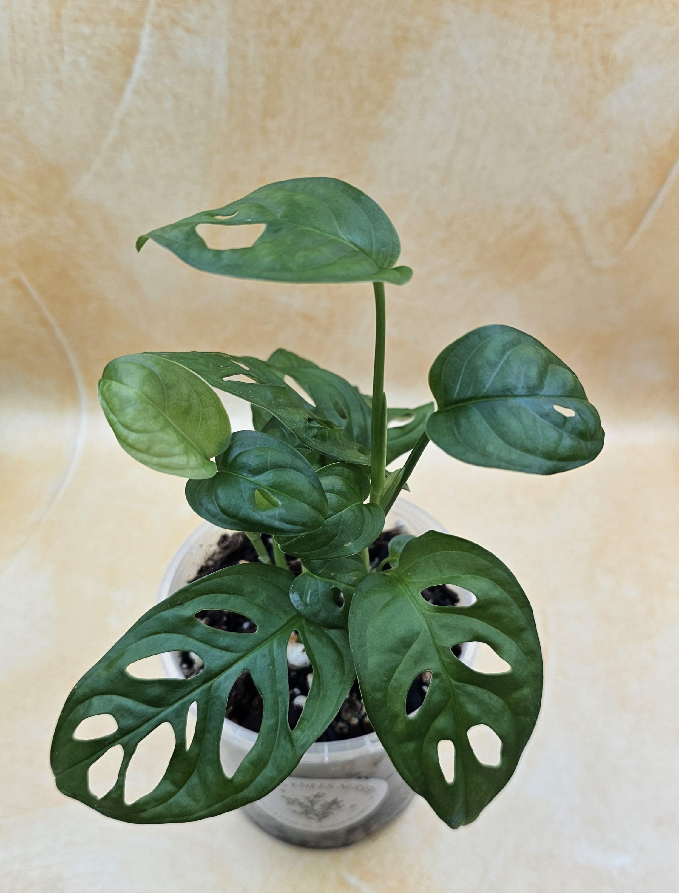 Monstera Adansonii &