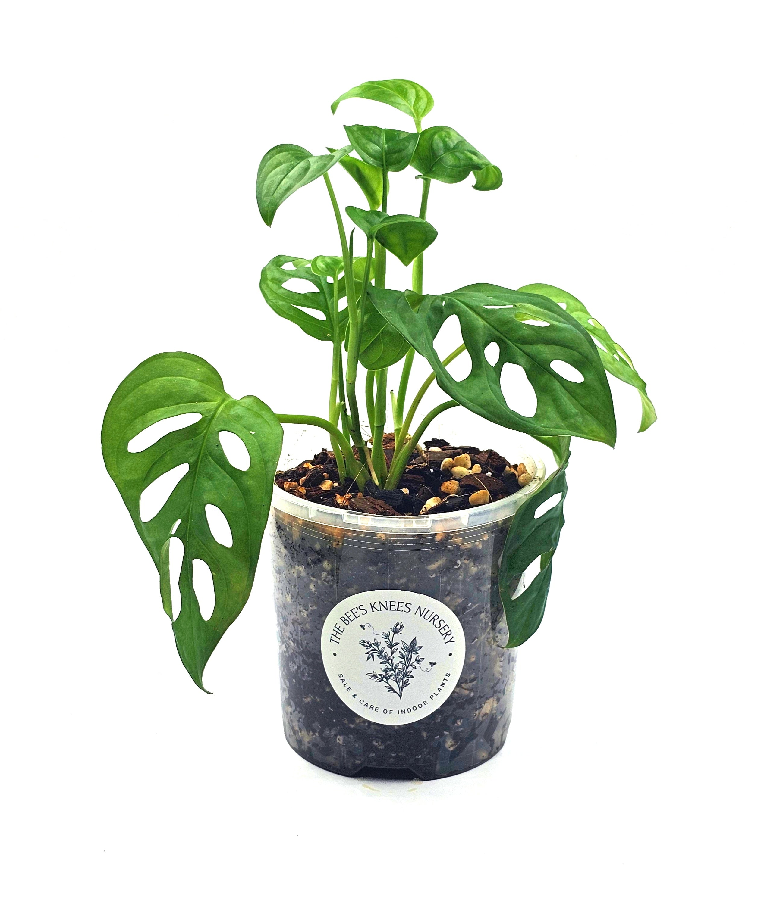 Monstera Adansonii &