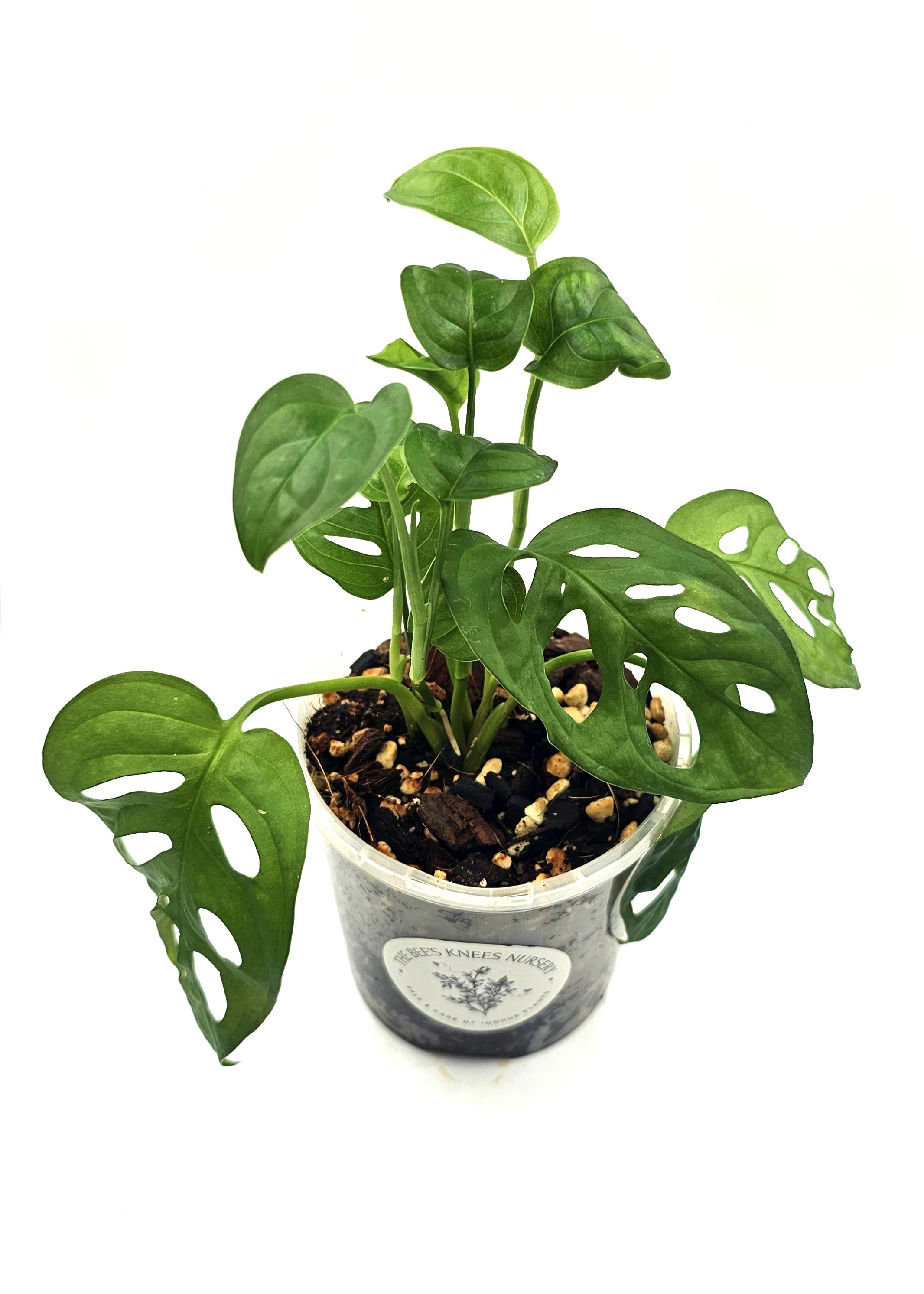 Monstera Adansonii &