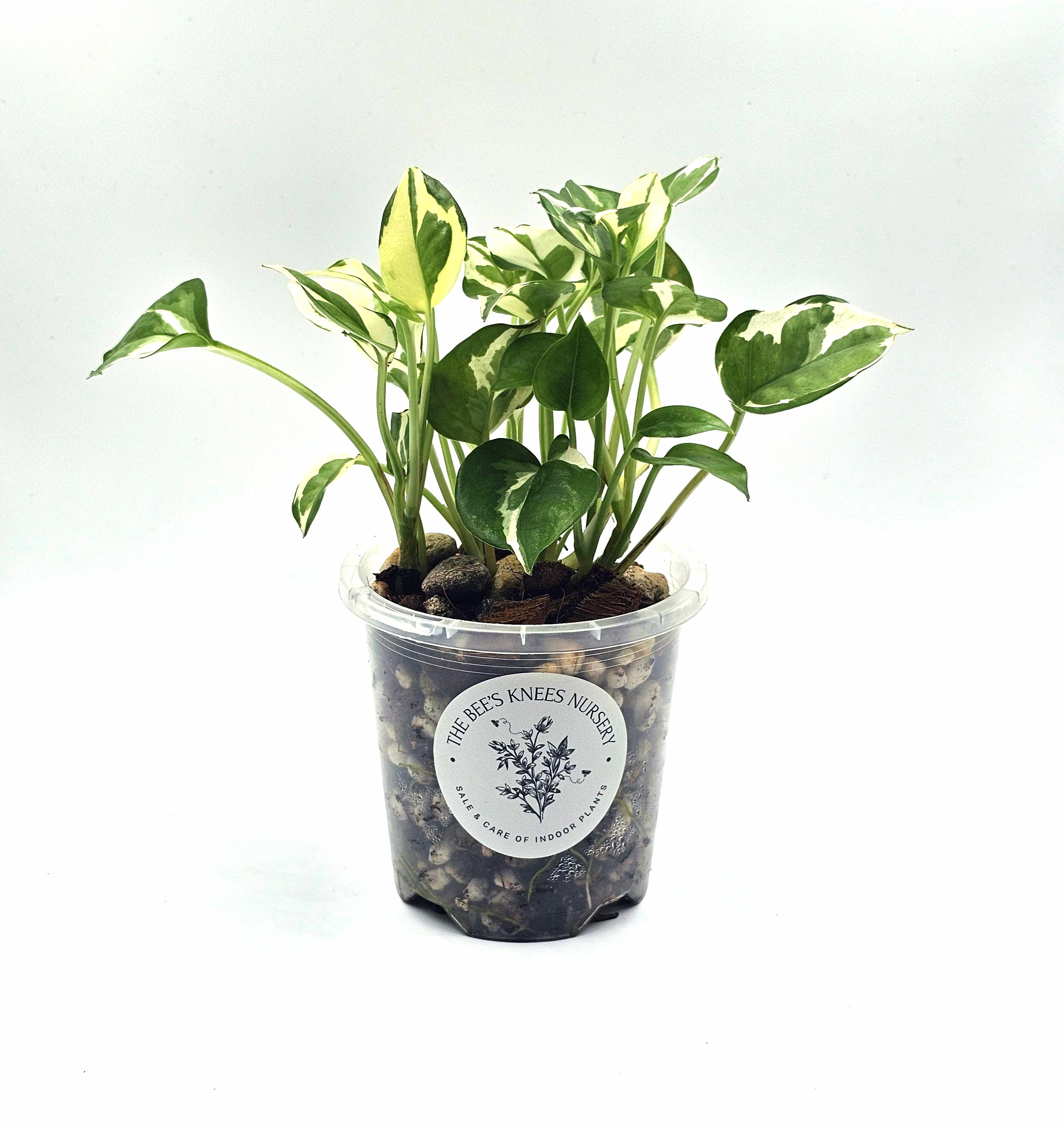 Epipremnum Aureum Pothos &