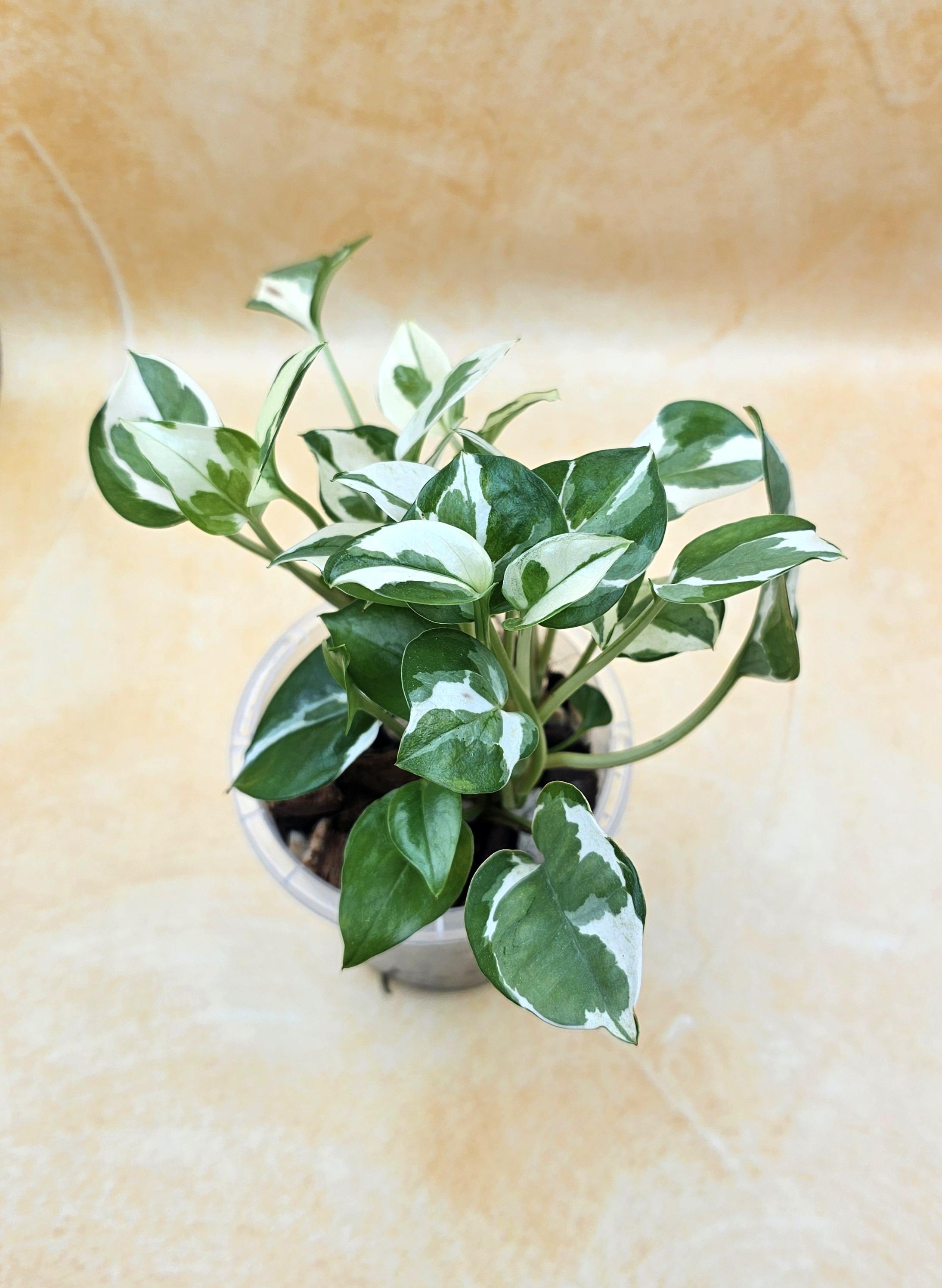 Epipremnum Aureum Pothos &