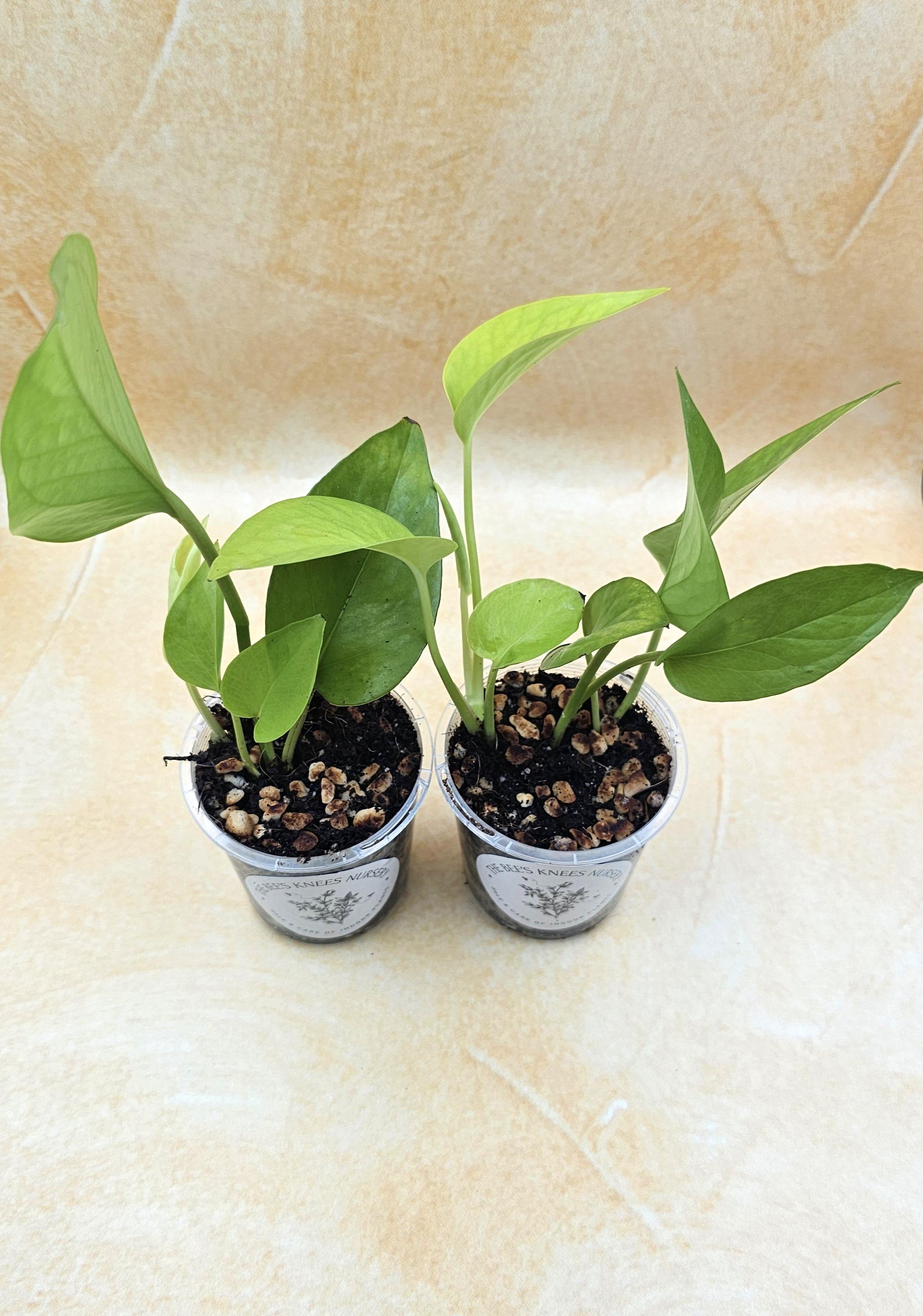 Epipremnum Aureum Pothos &