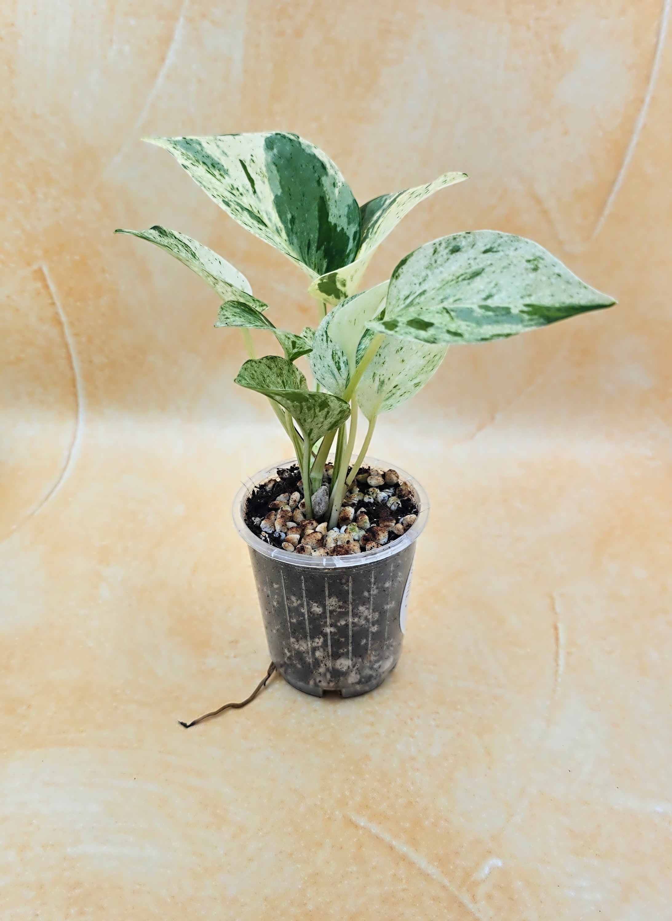 Epipremnum Aureum Pothos &