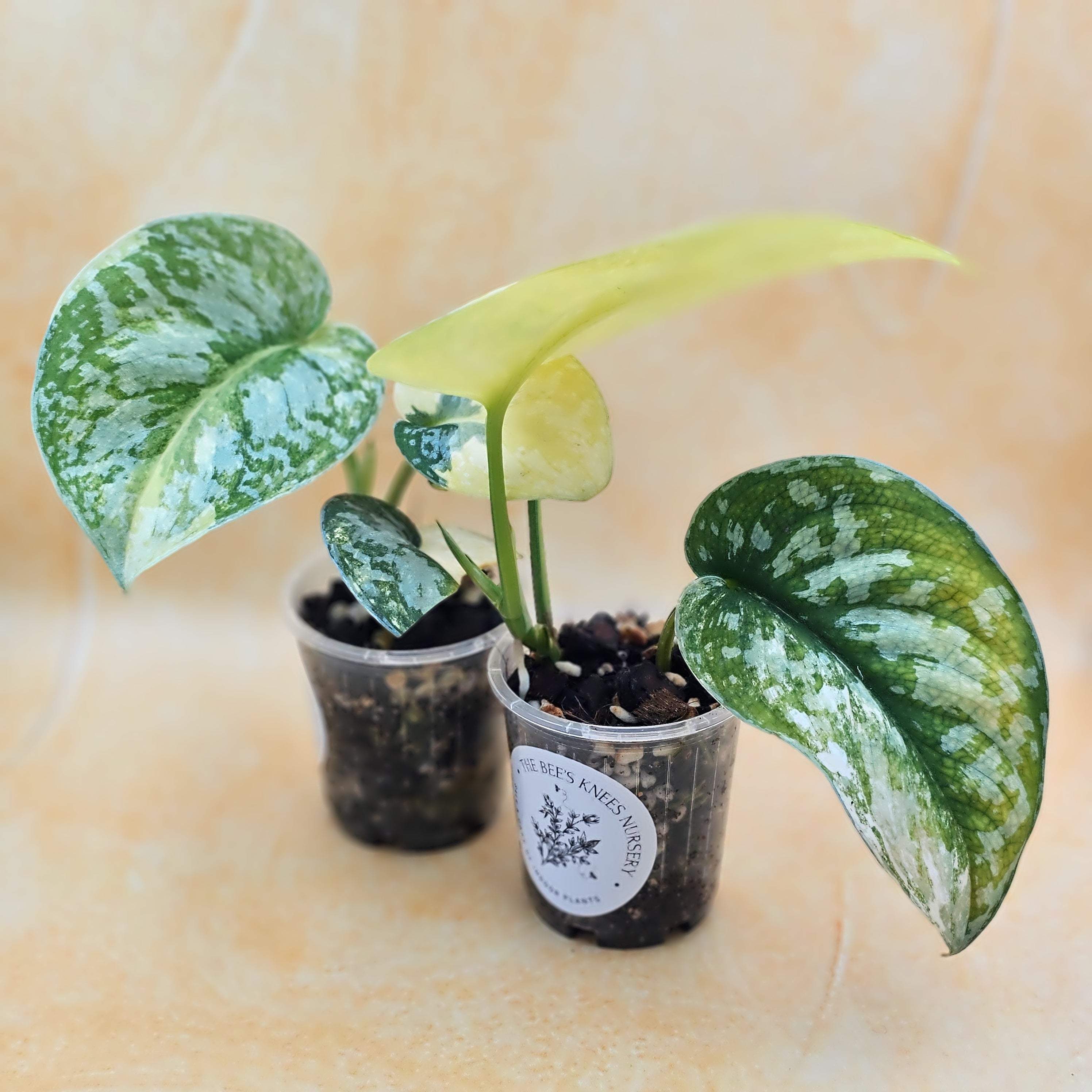 Very Rare Scindapsus Pictus Variegated Albo &