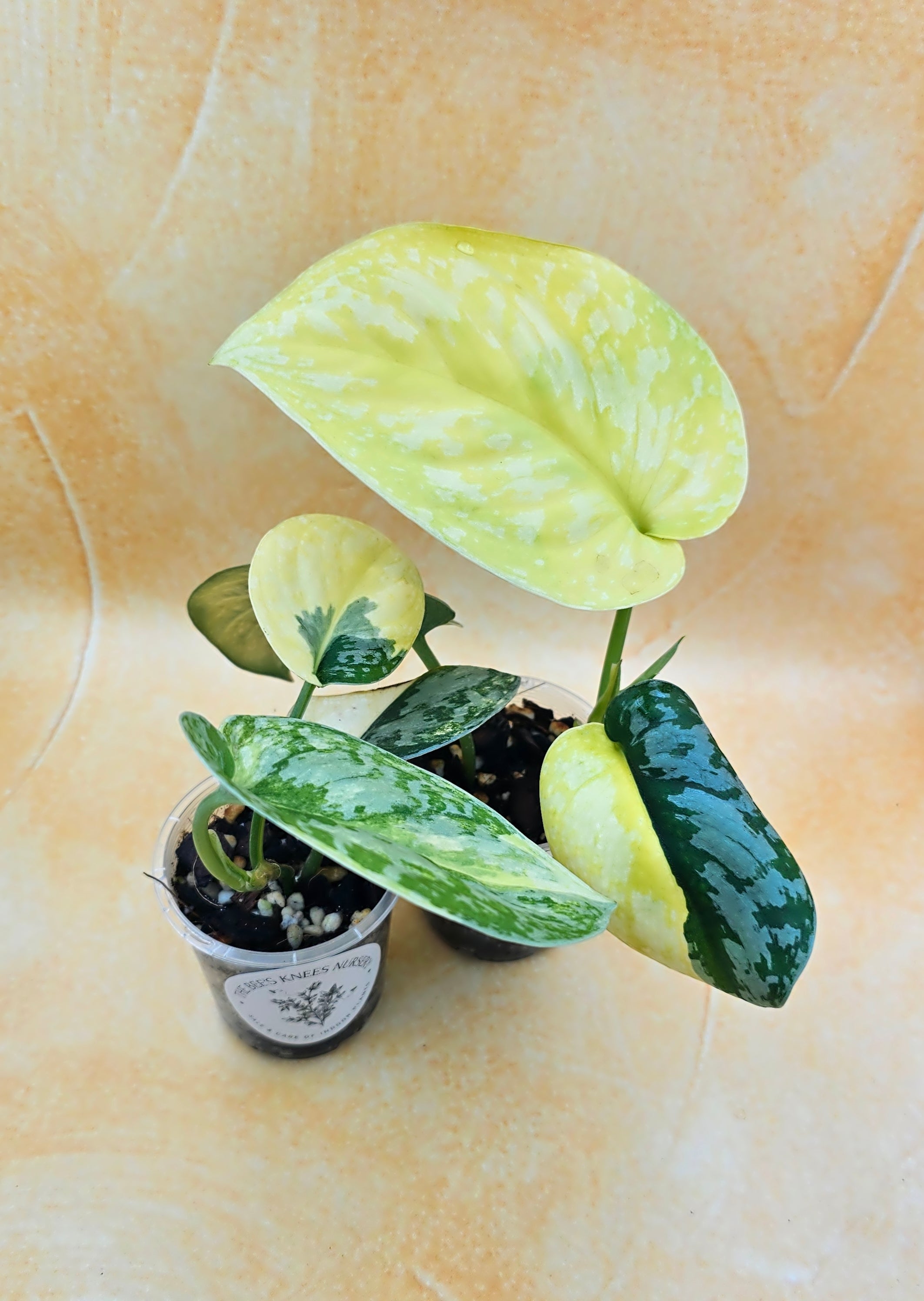 Very Rare Scindapsus Pictus Variegated Albo &