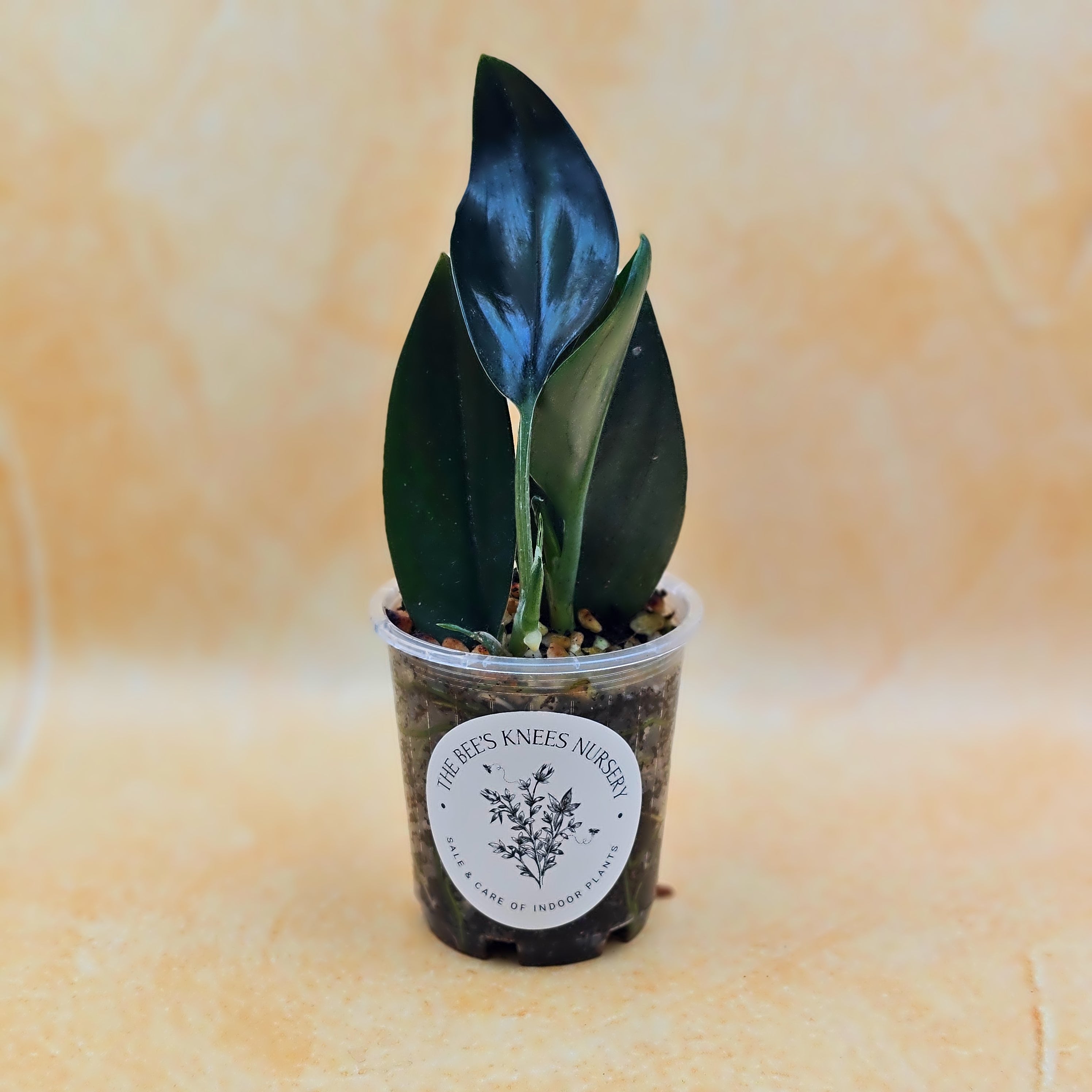 Rare Scindapsus Treubii &