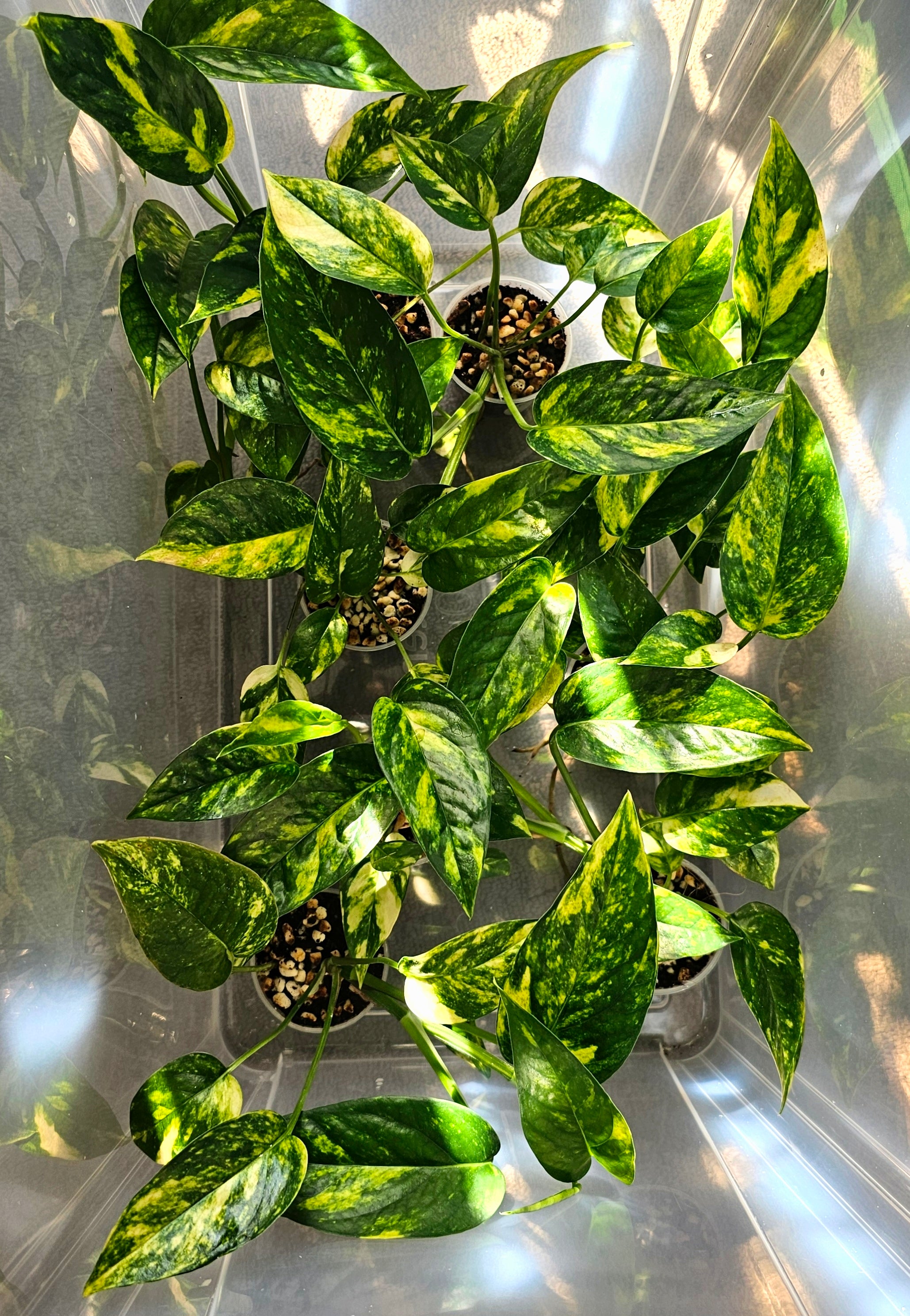 Rare Epipremnum Pinnatum Aurea Variegated - &