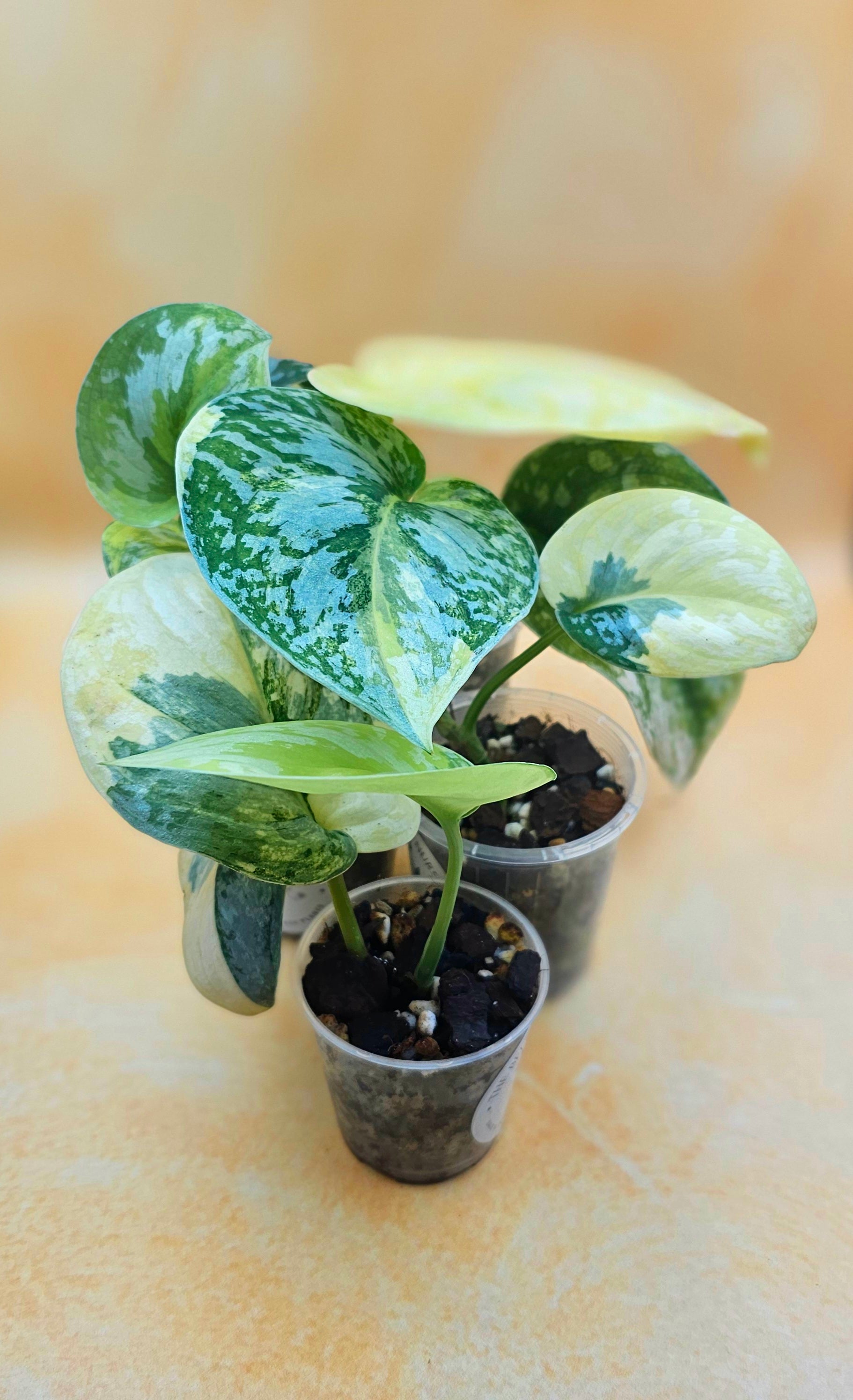 Very Rare Scindapsus Pictus Variegated Albo &