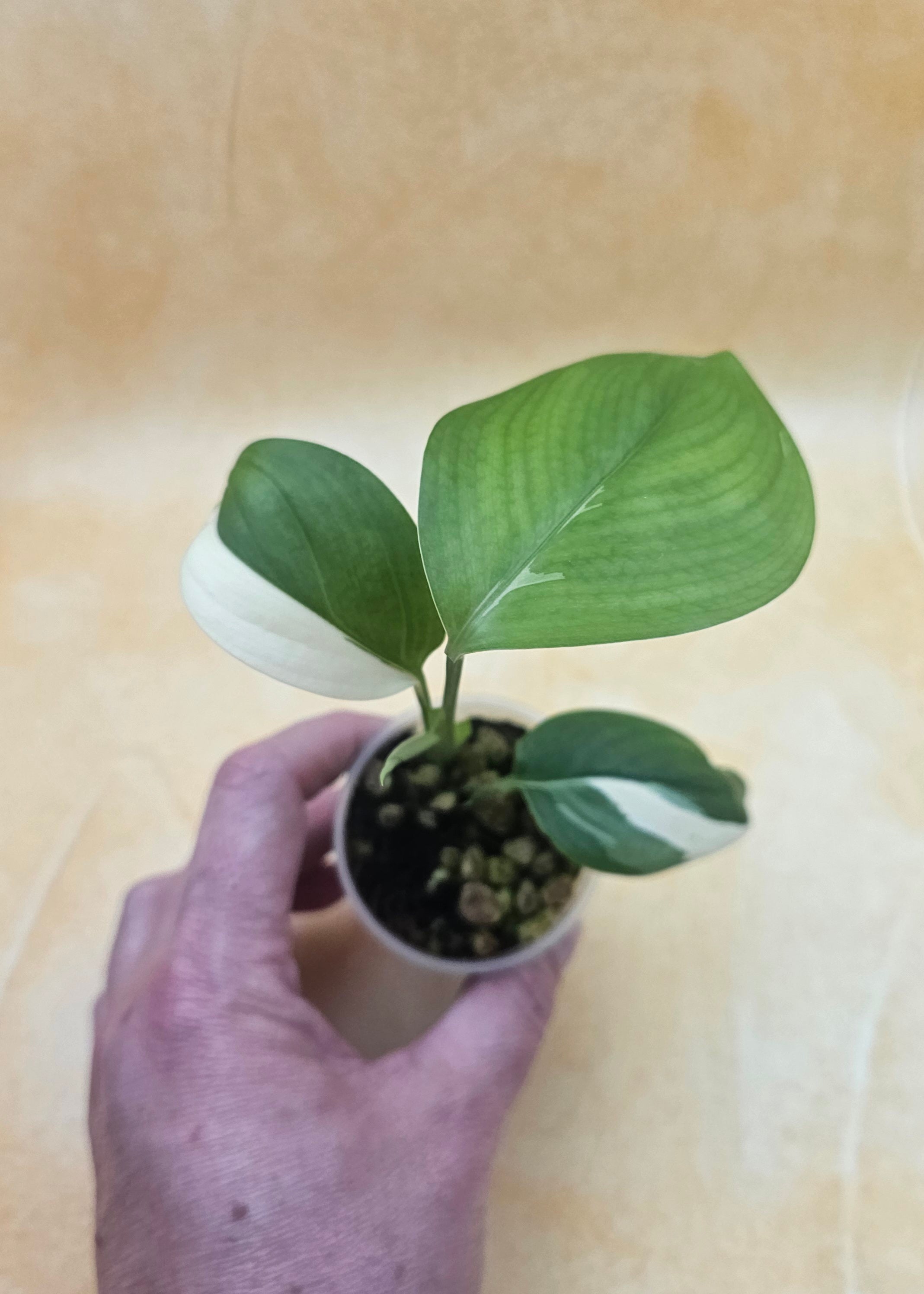 Very Rare Scindapsus Hederaceus &