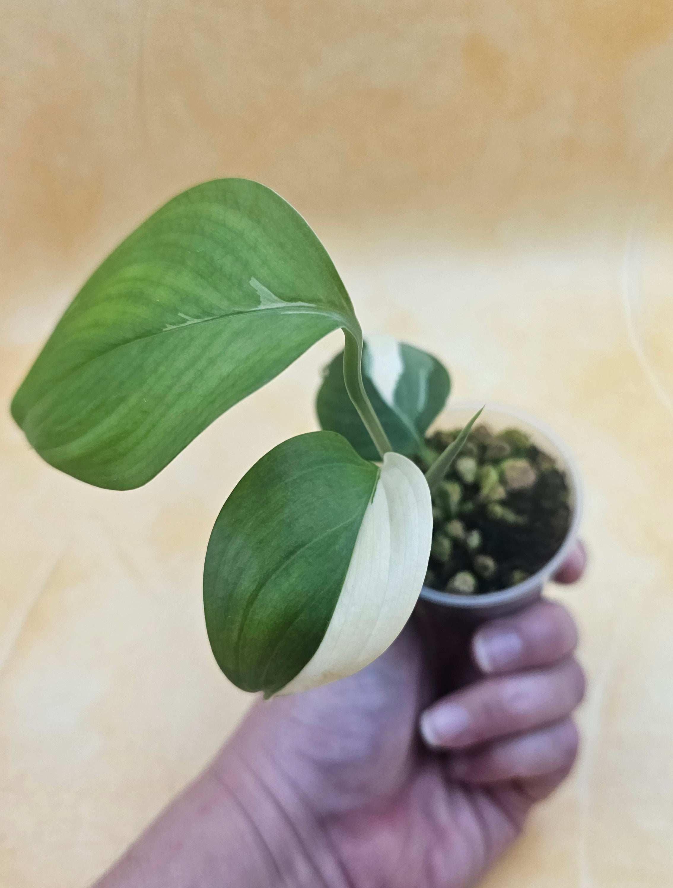 Very Rare Scindapsus Hederaceus &