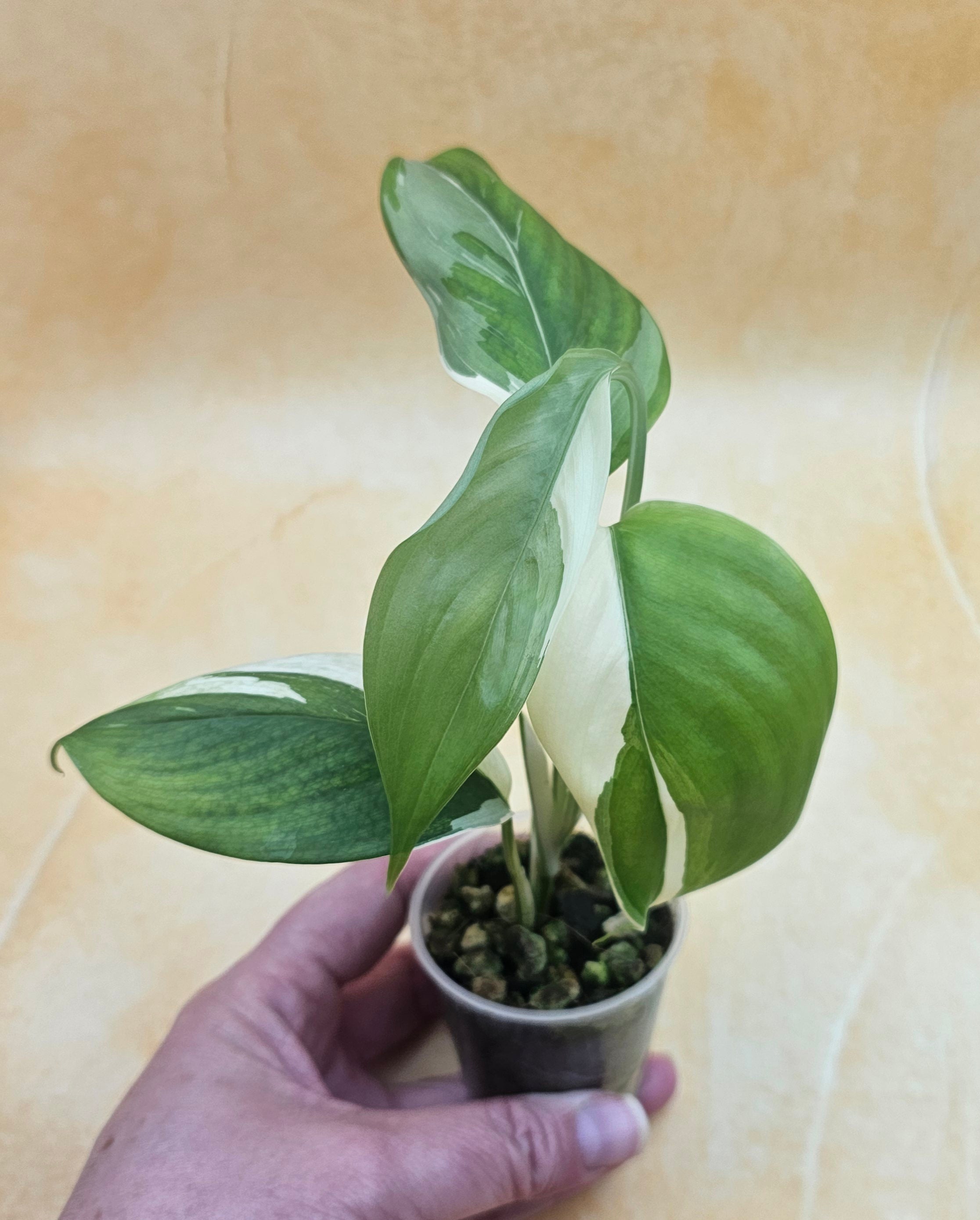 Very Rare Scindapsus Hederaceus &