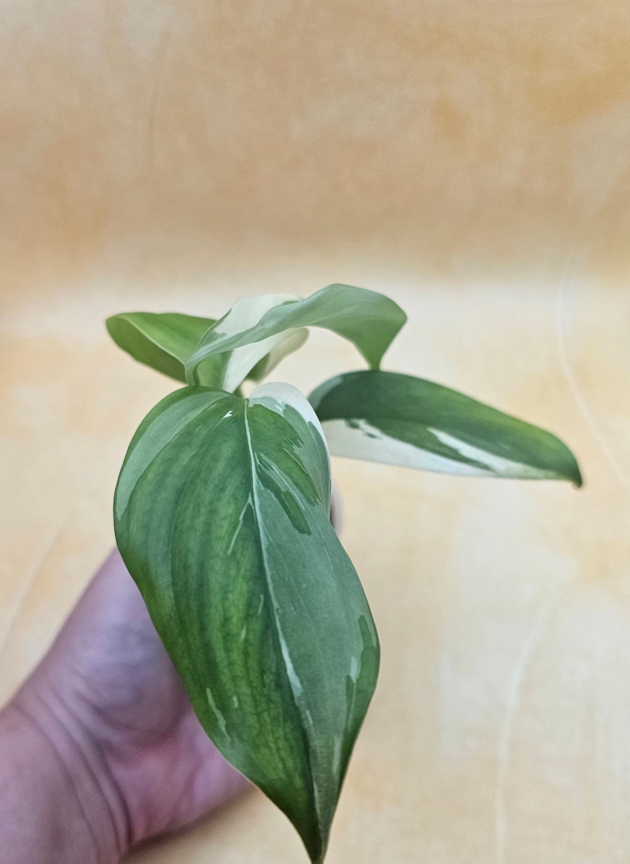 Very Rare Scindapsus Hederaceus &