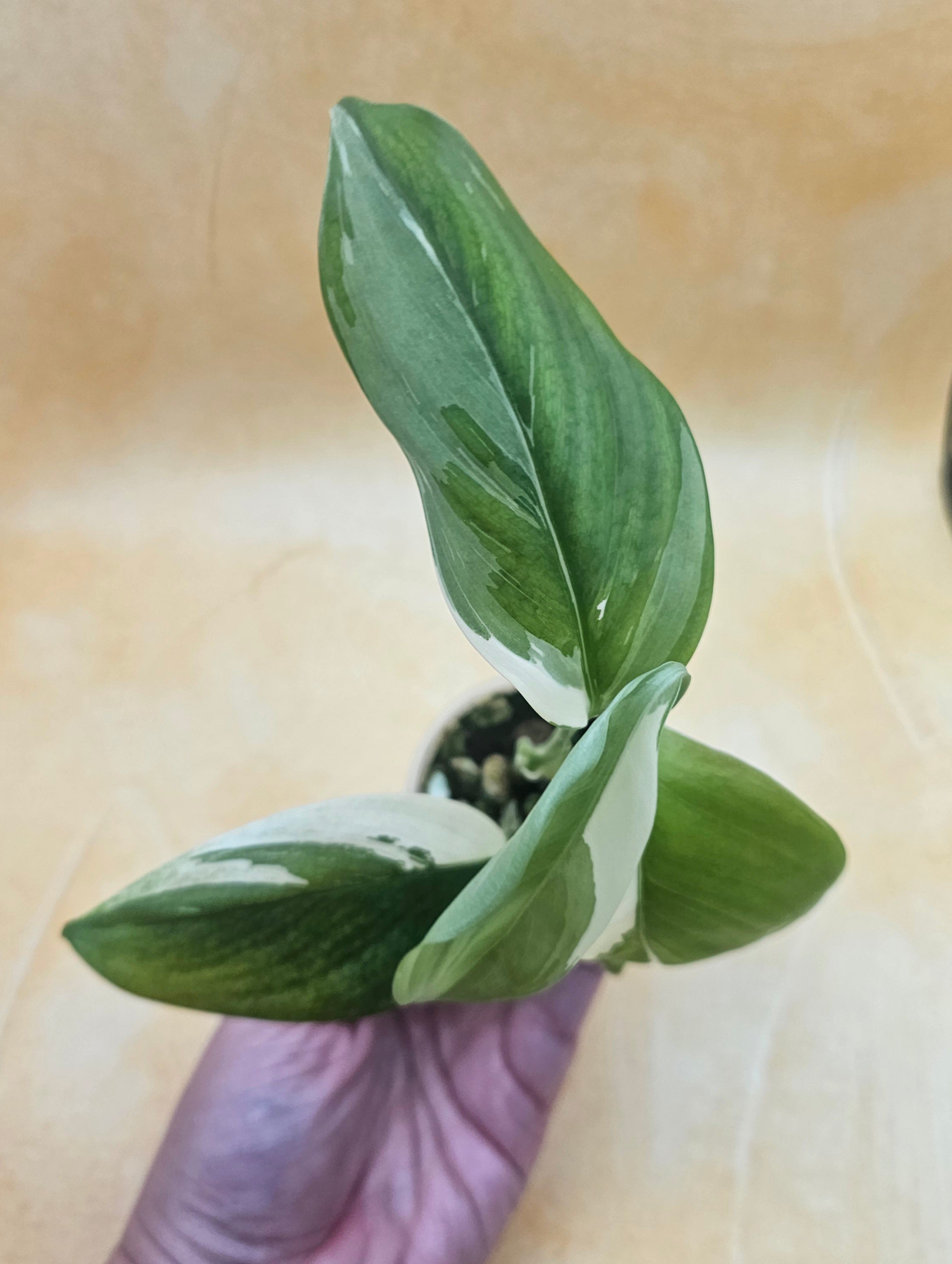 Very Rare Scindapsus Hederaceus &