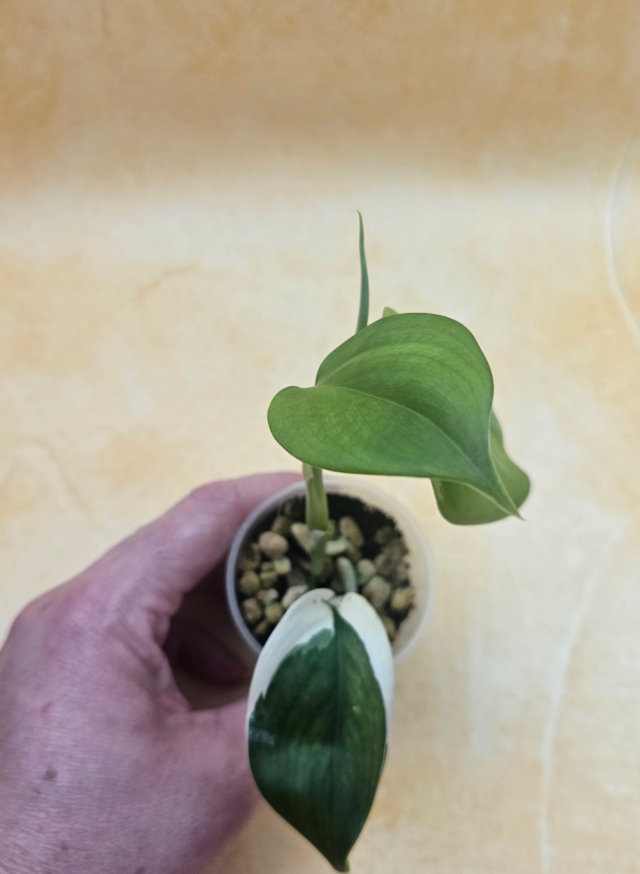 Very Rare Scindapsus Hederaceus &