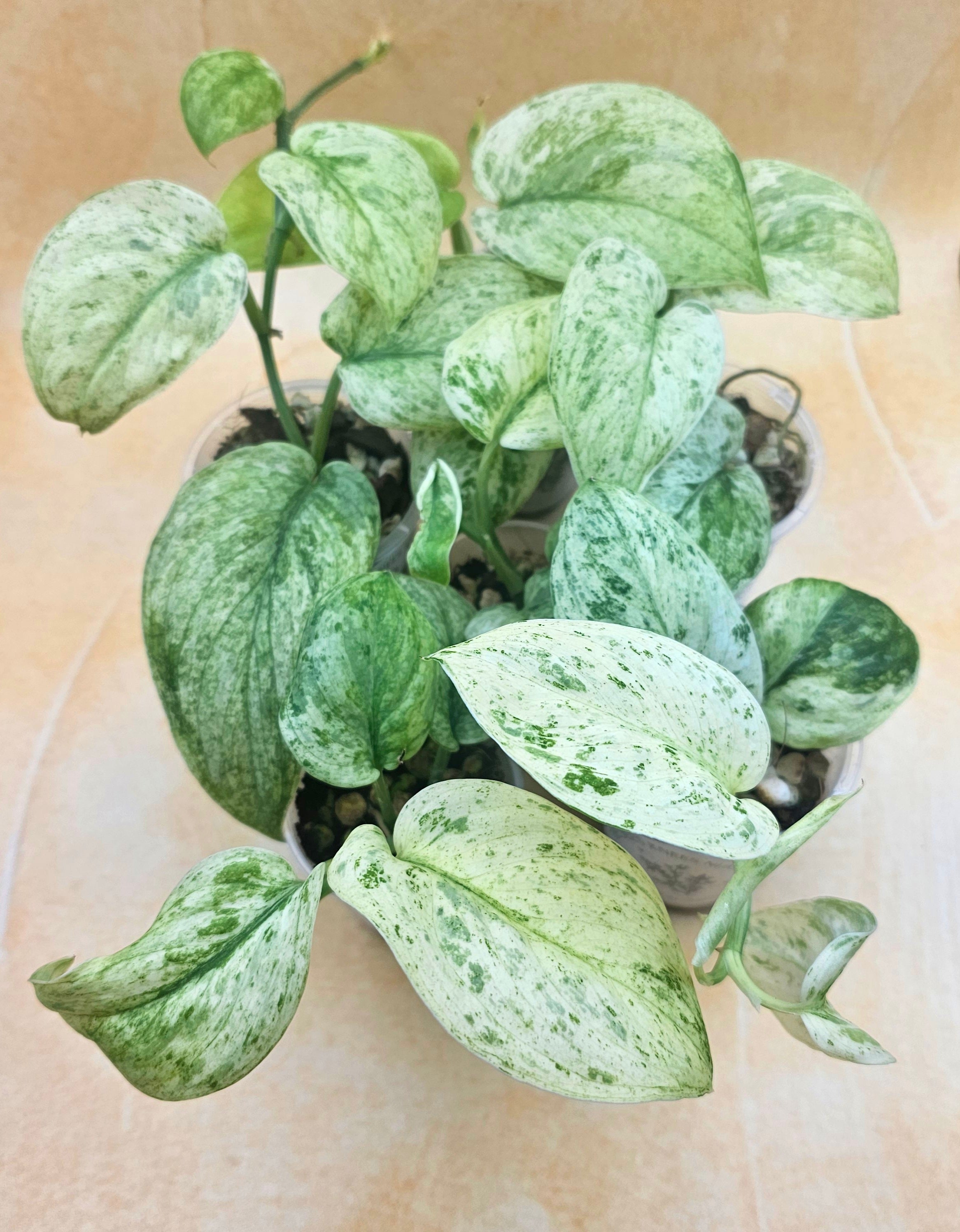 Rare Scindapsus &
