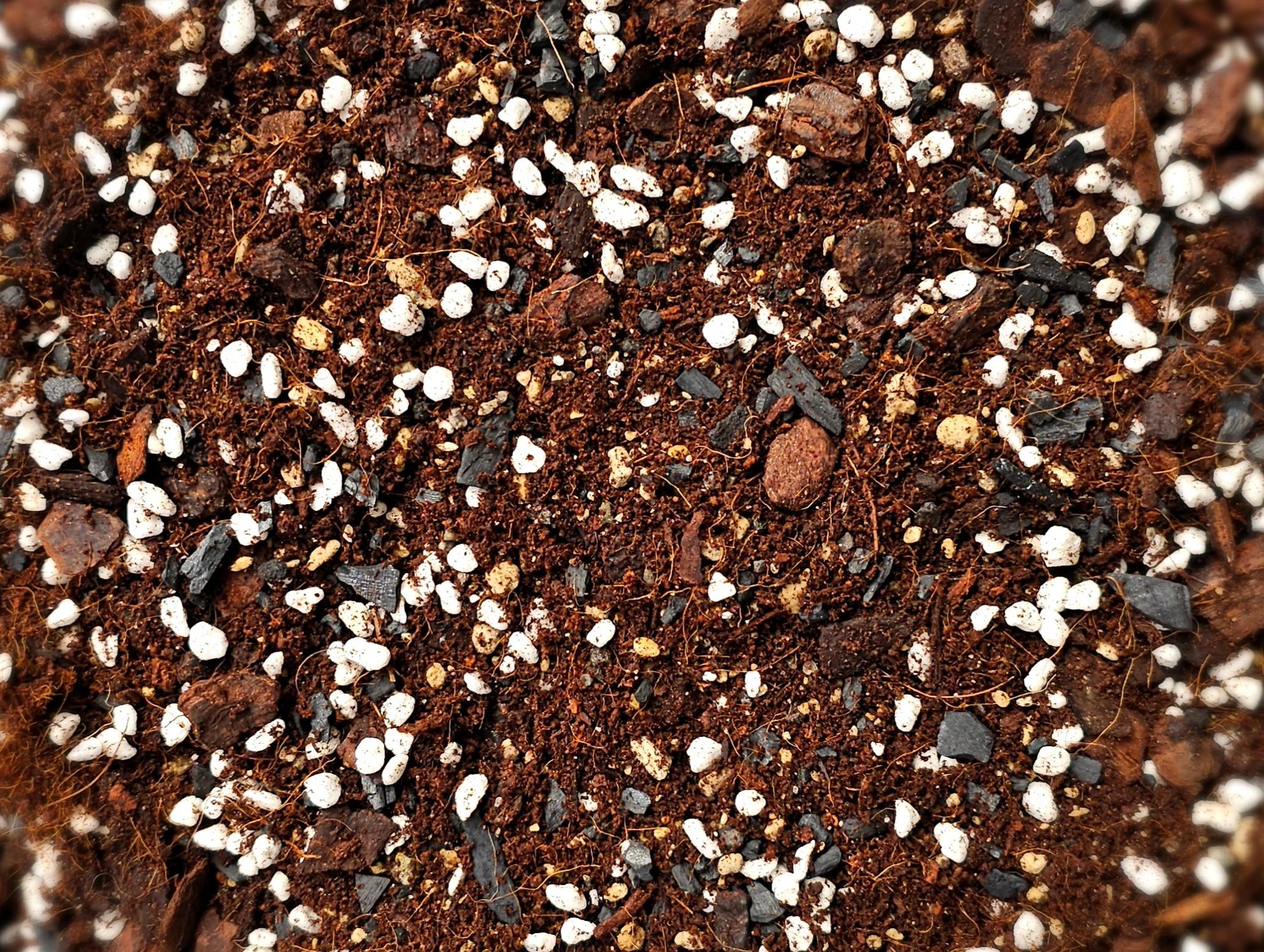 Soil mix for calatheas and marantas