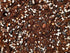 Soil mix for calatheas and marantas