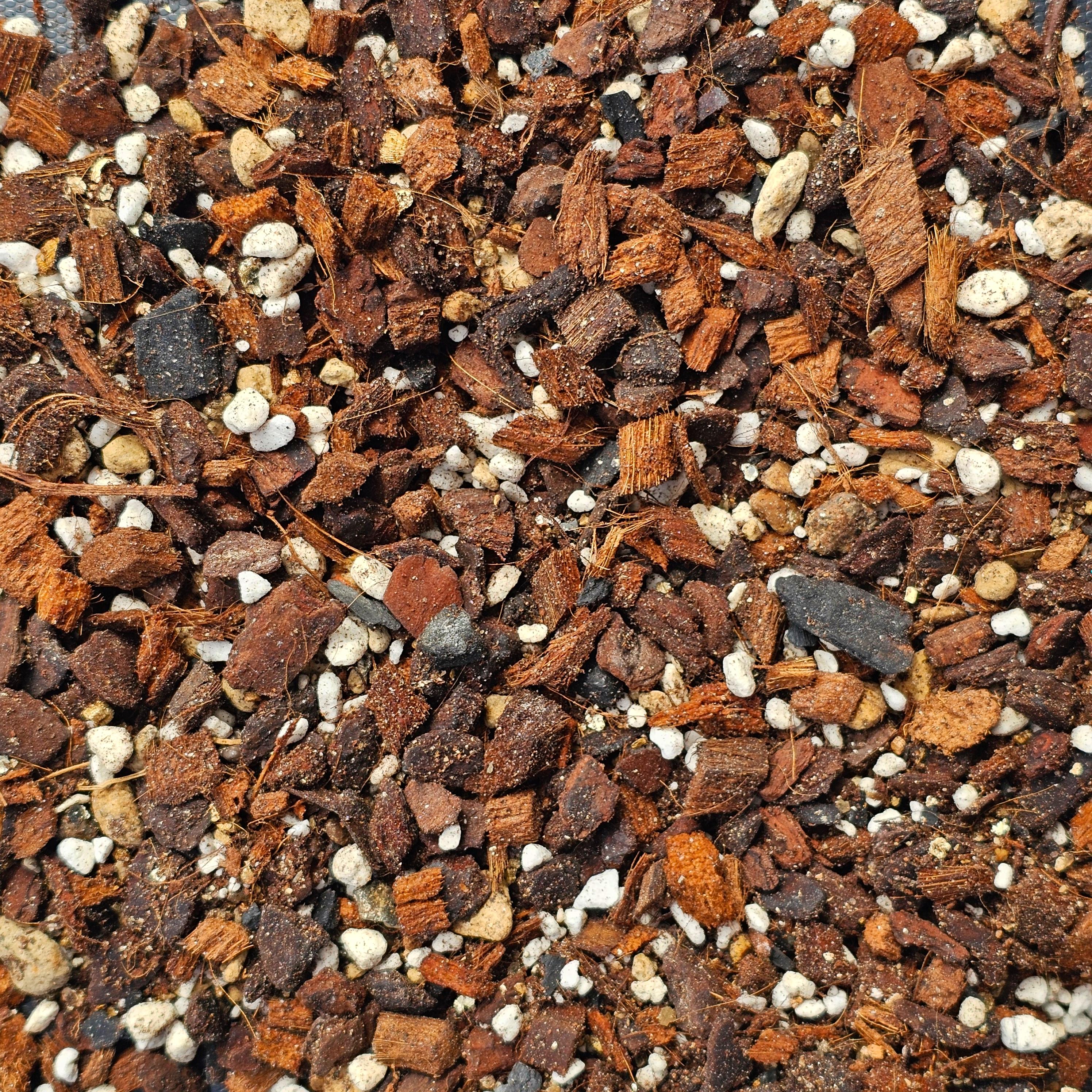 Chunky Aroid Mix