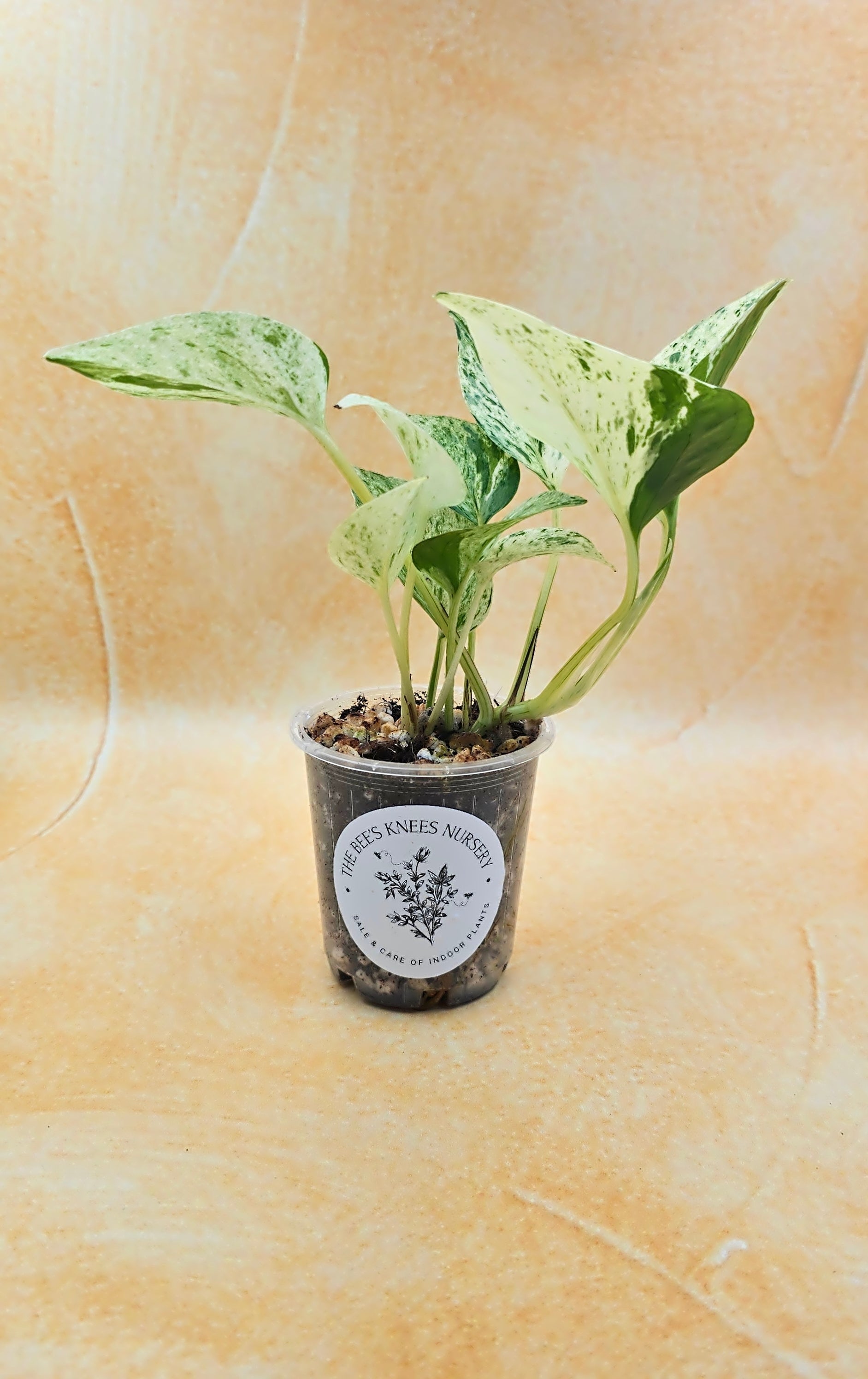 Epipremnum Aureum Pothos &