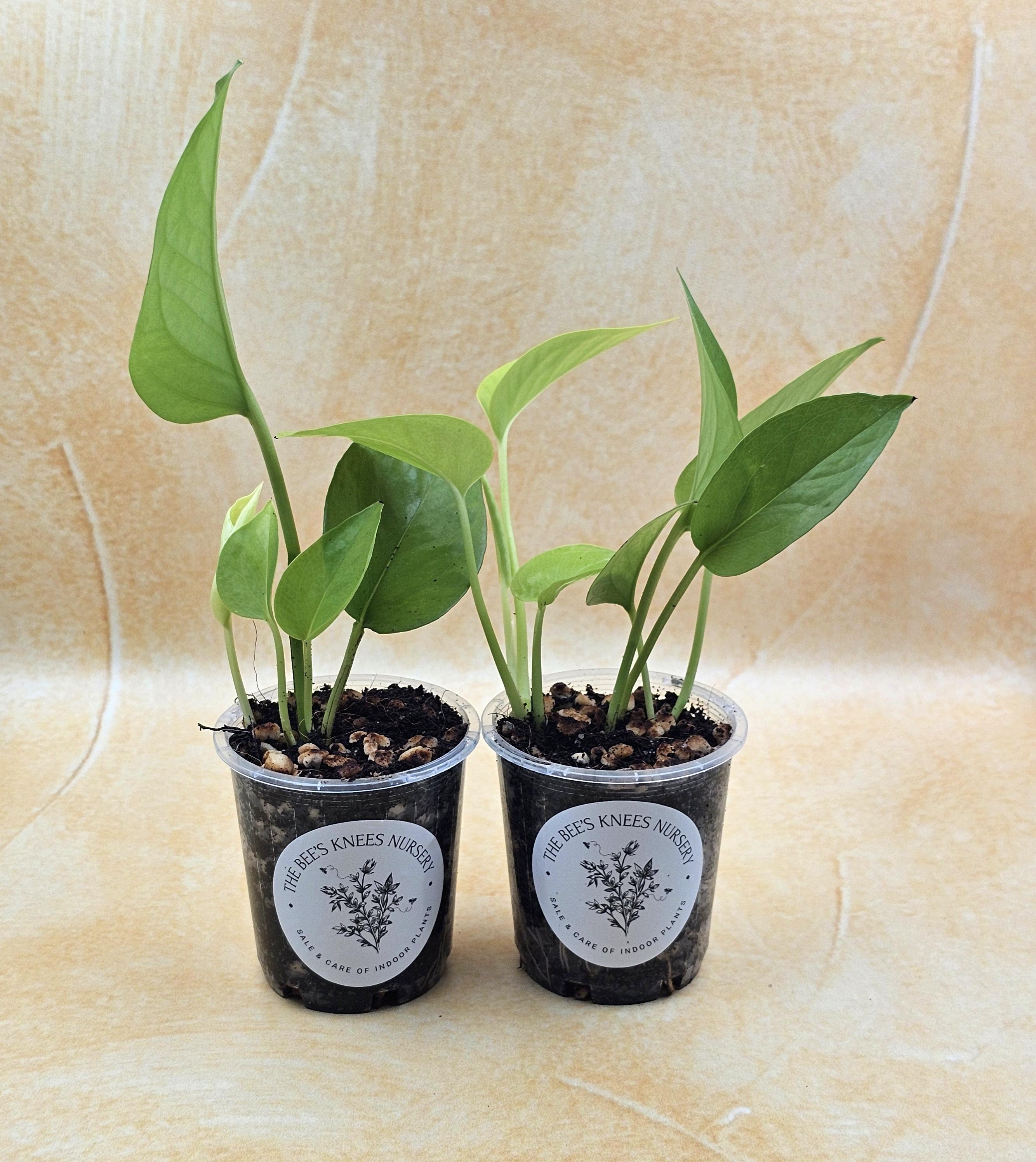 Epipremnum Aureum Pothos &