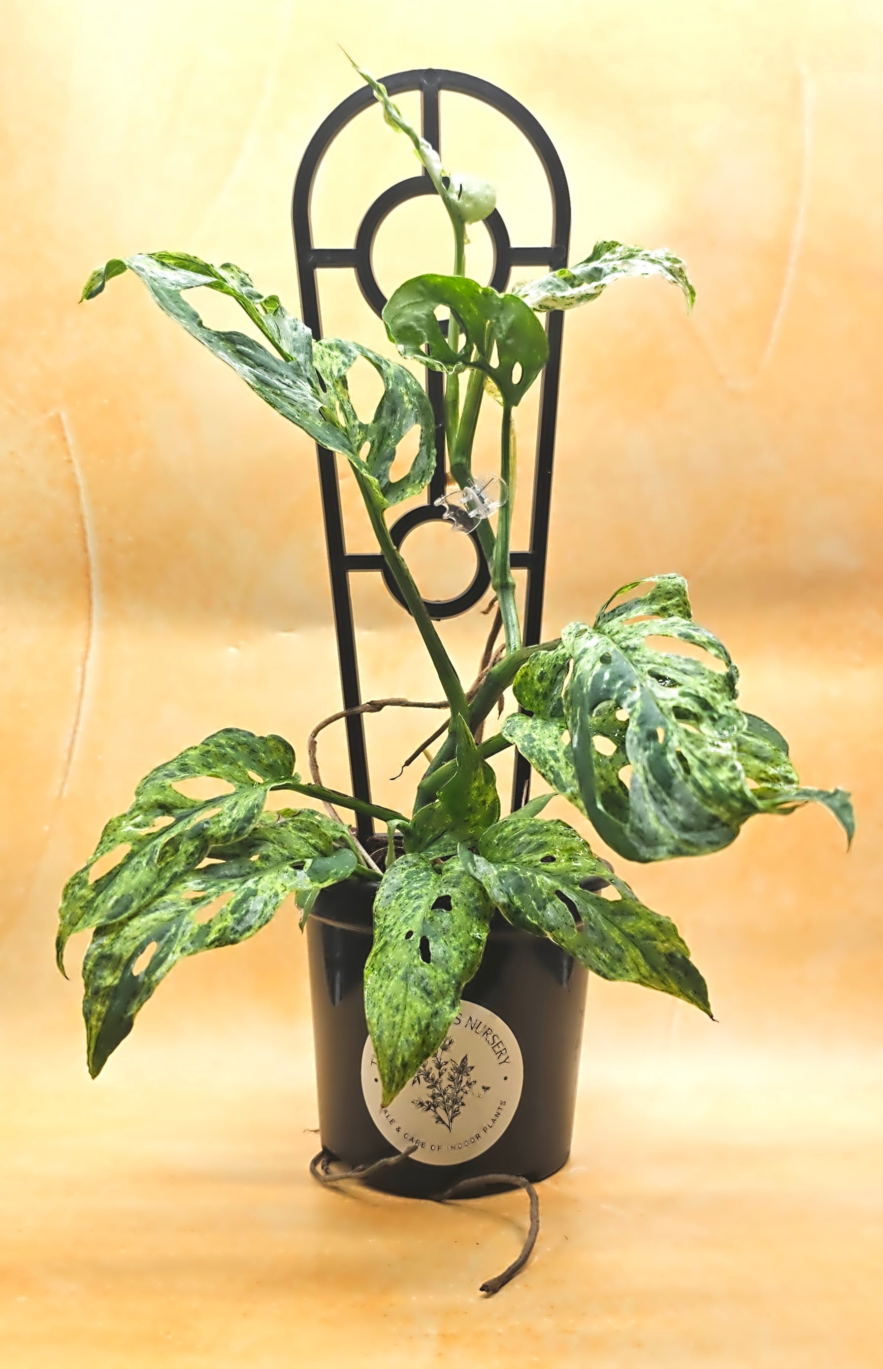 Monstera Adansonii &