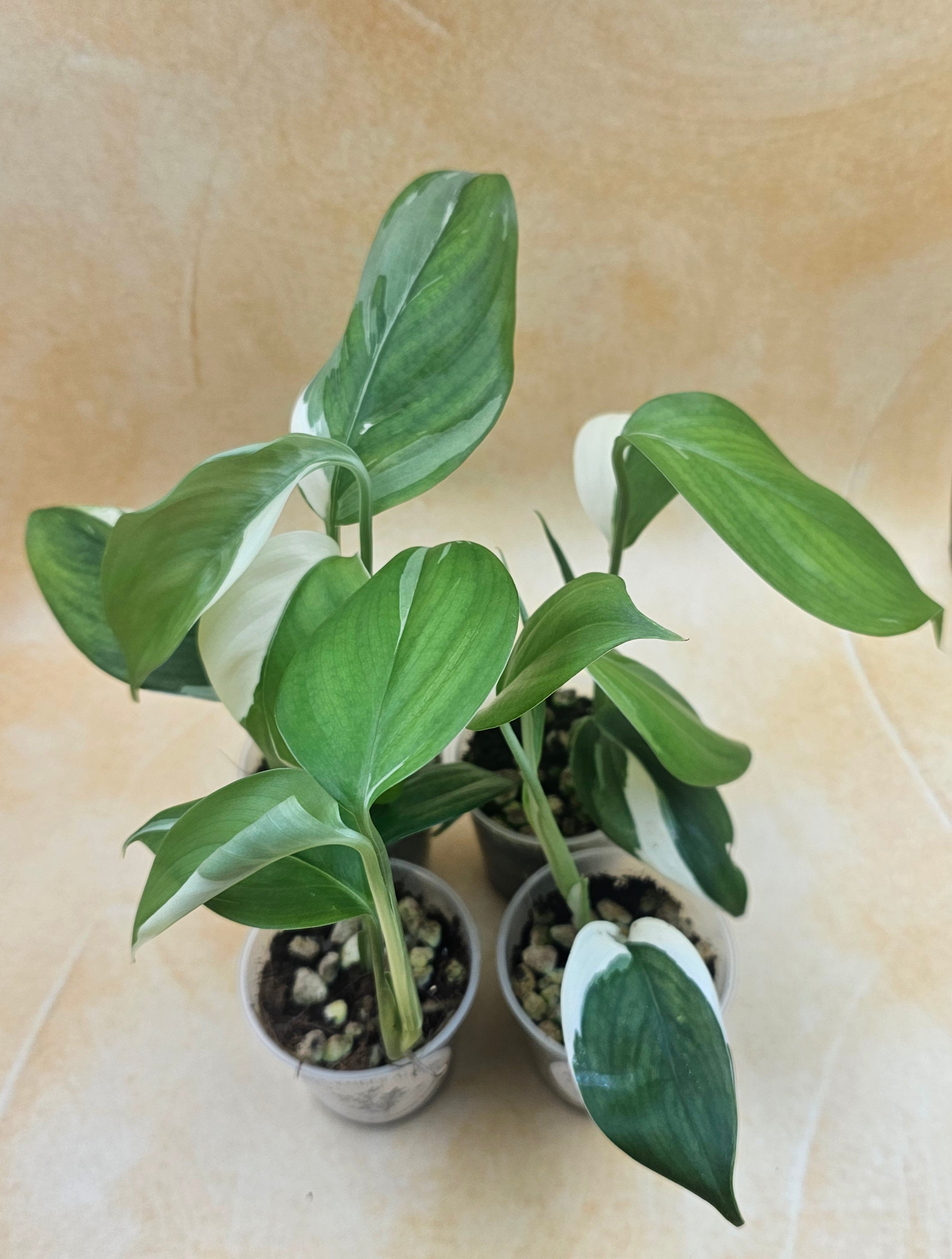 Very Rare Scindapsus Hederaceus &