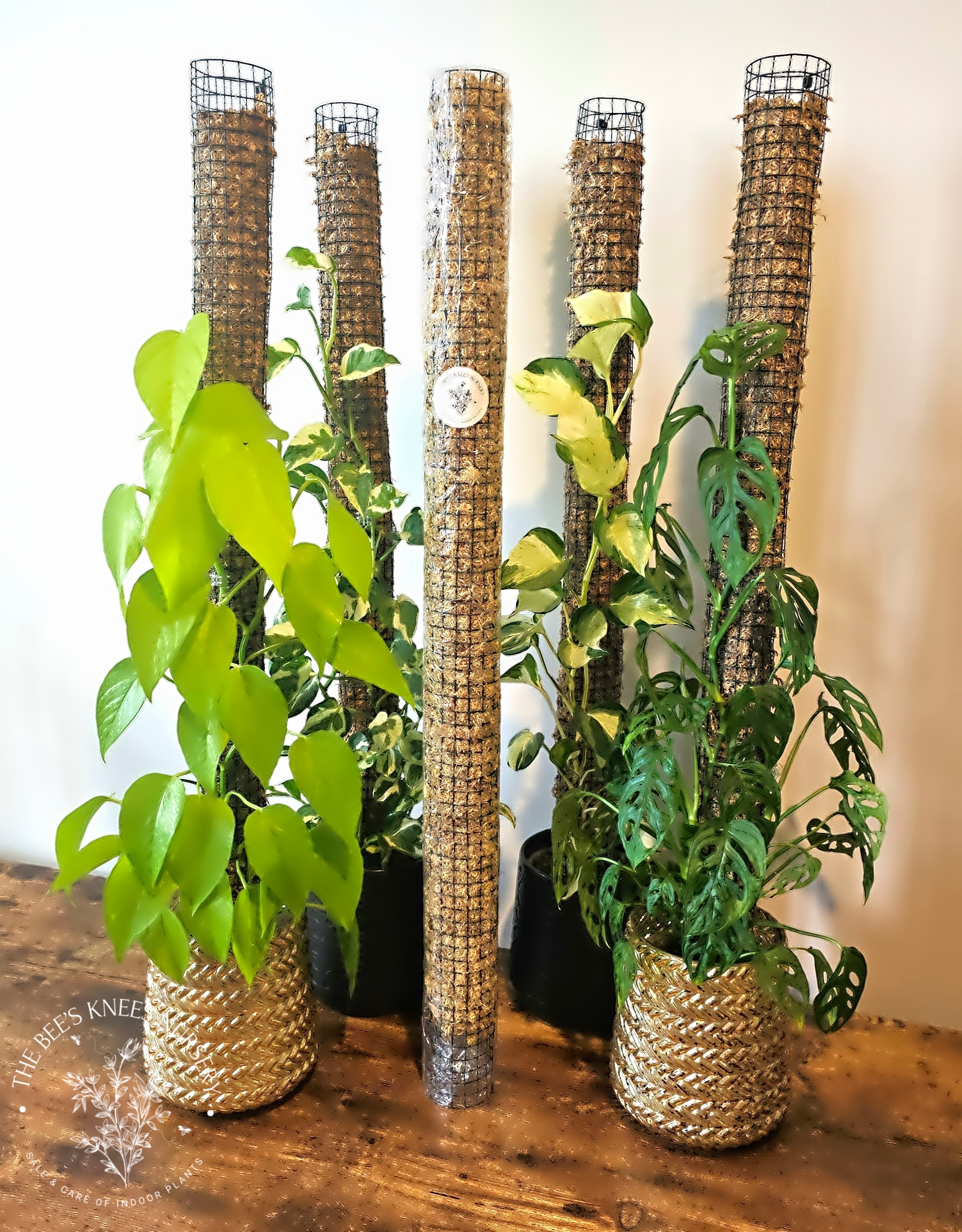 Round Moss Pole - Ready to use