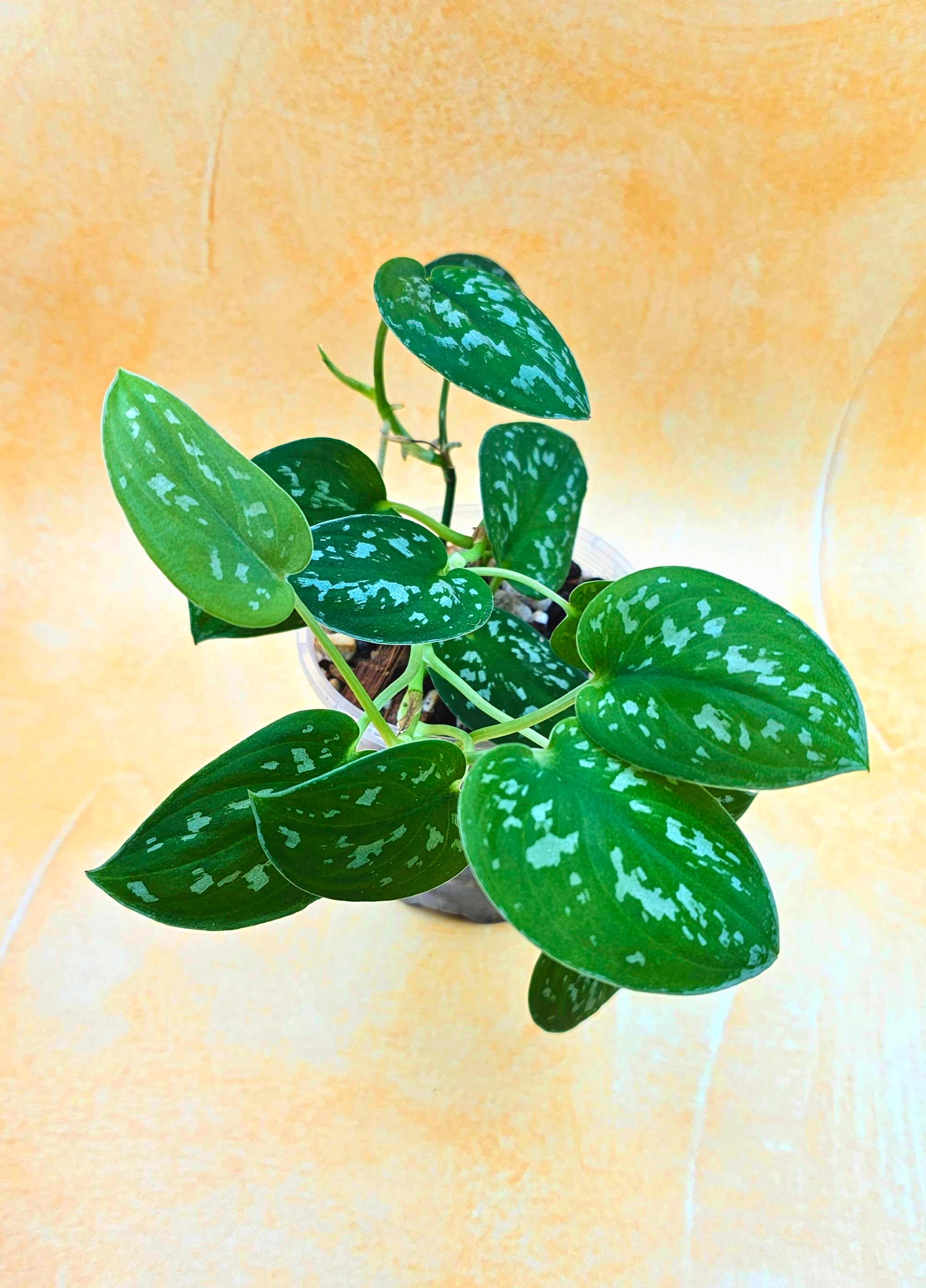 Rare Scindapsus Pictus Argyraeus (currently growing)