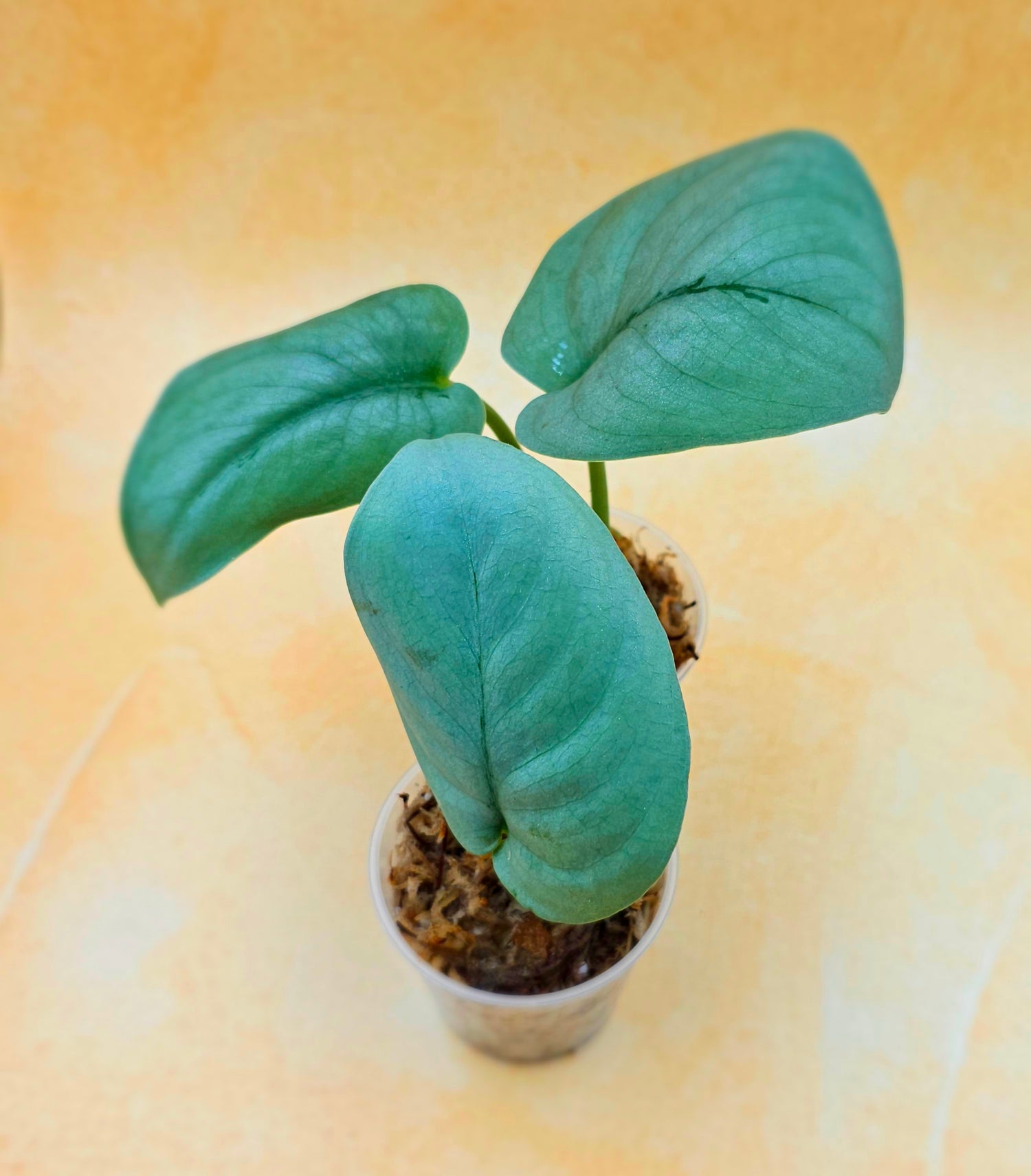Scindapsus Pictus Platinum &