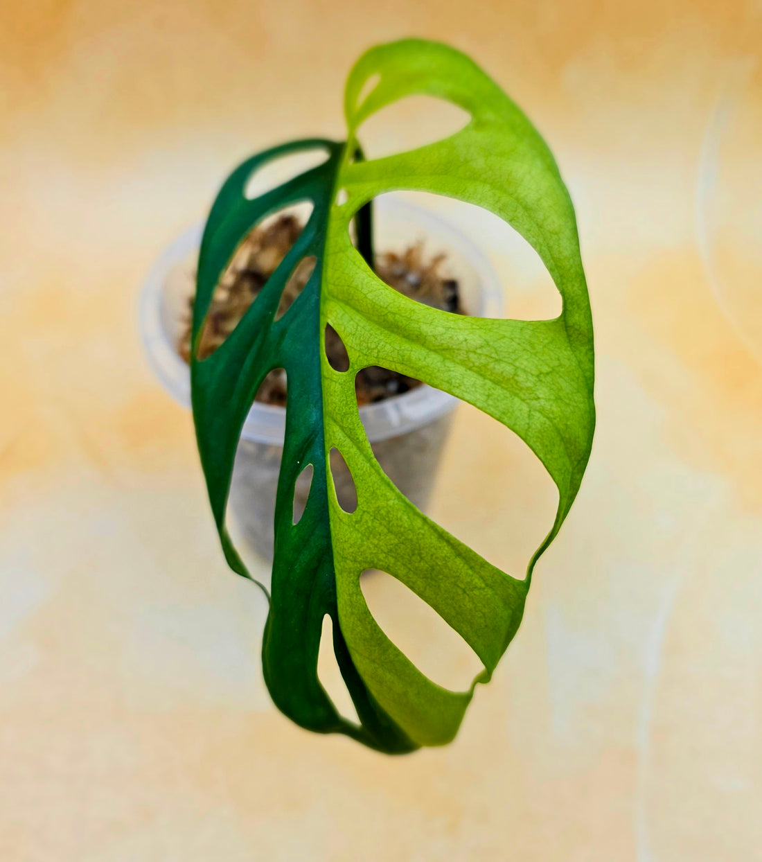 Monstera Adansonii Variegated