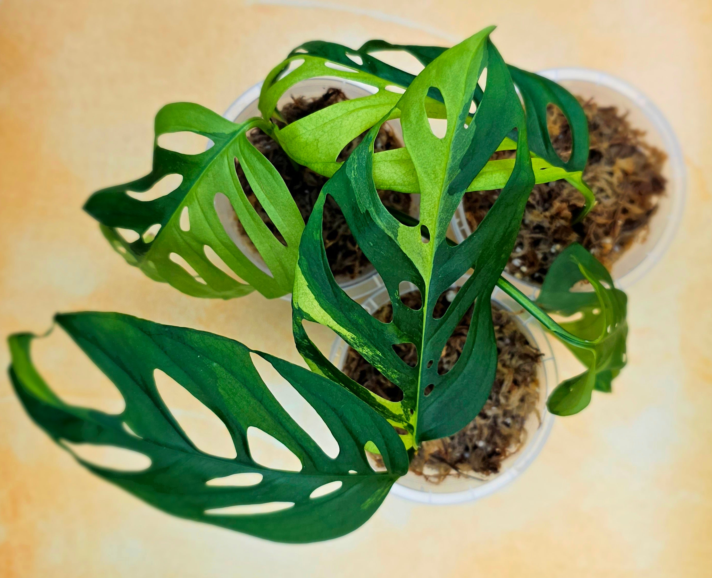 Monstera Adansonii Variegated