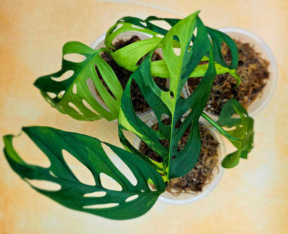 Monstera Adansonii Variegated