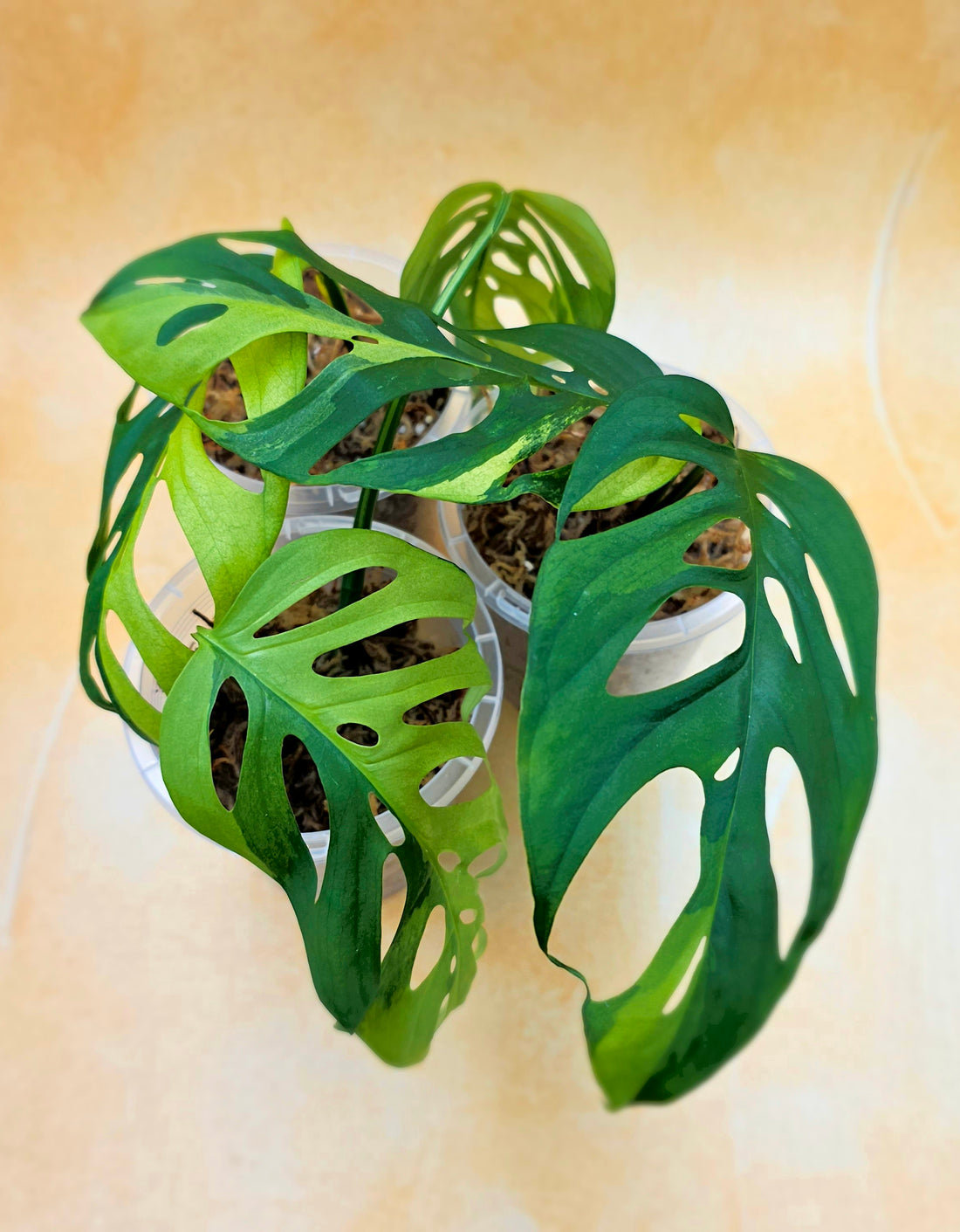 Monstera Adansonii Variegated