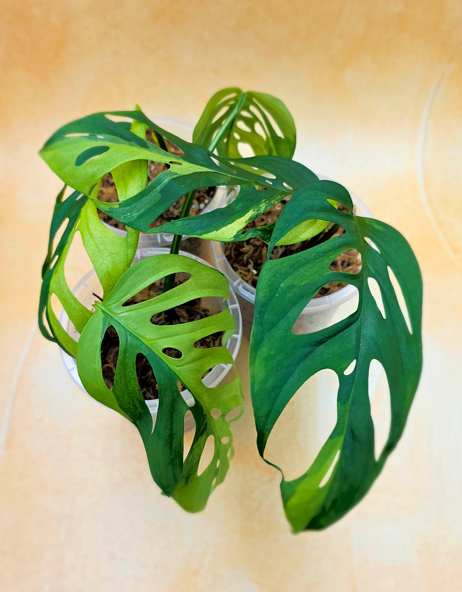 Monstera Adansonii Variegated
