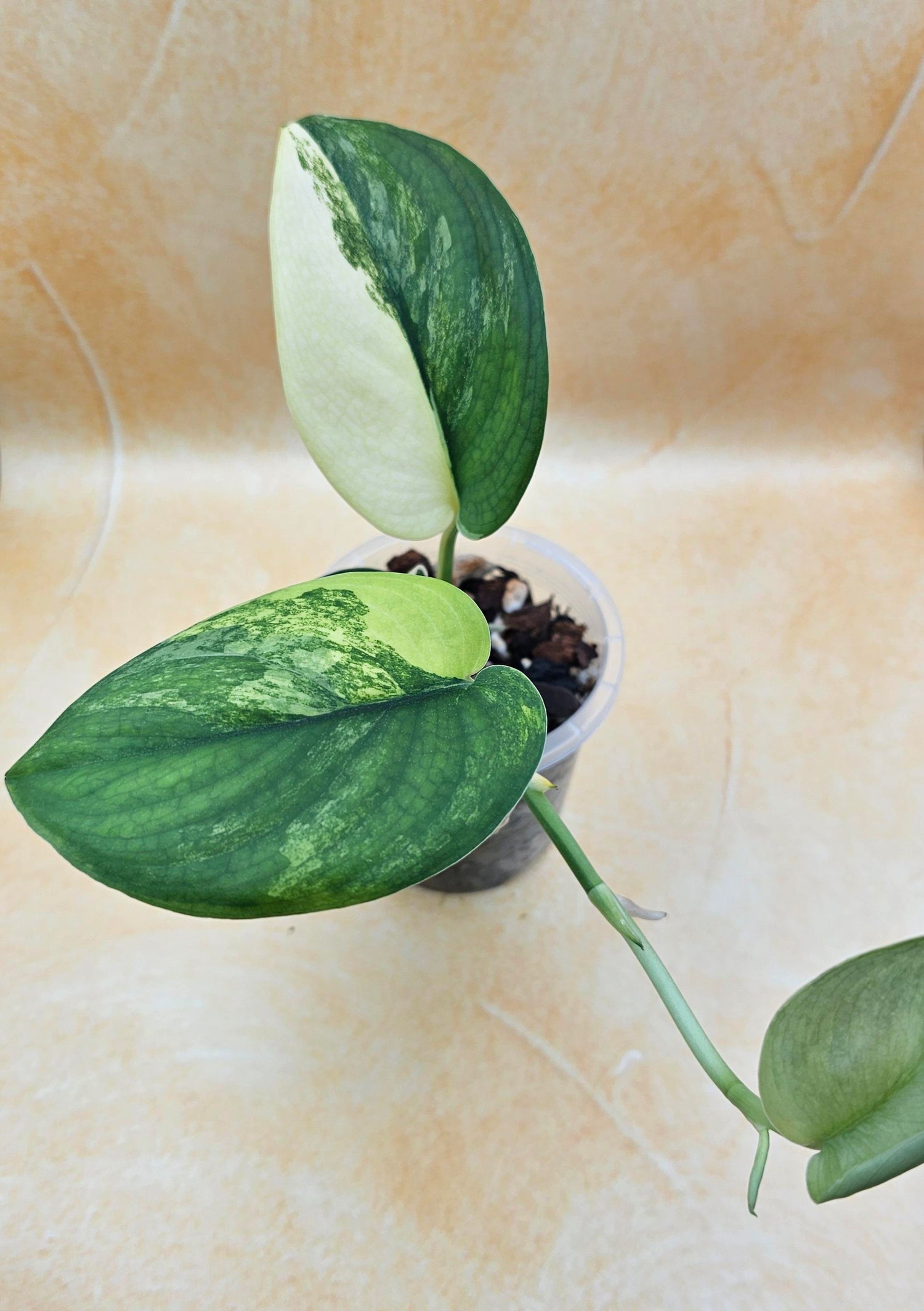 Rare Scindapsus &
