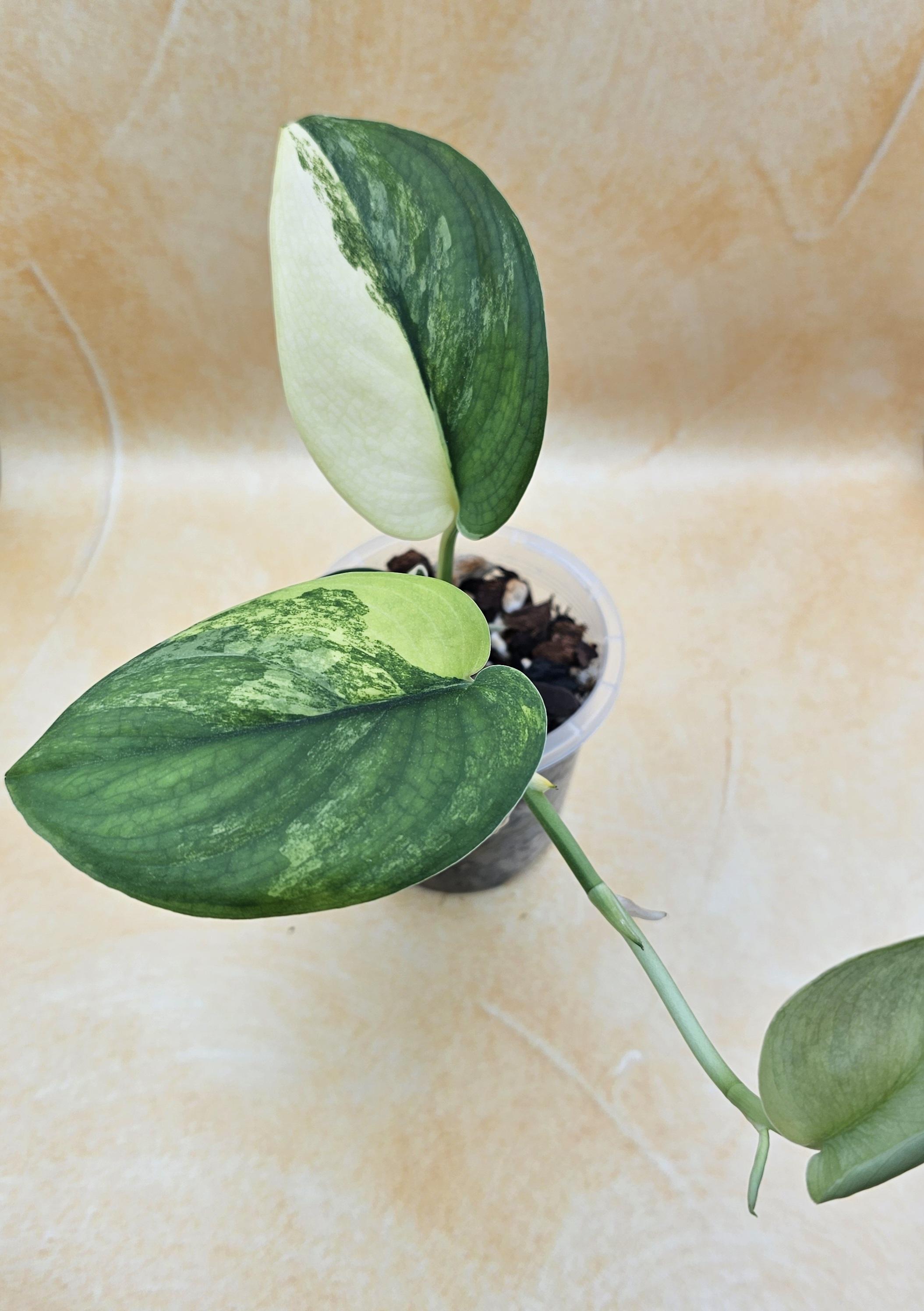 Rare Scindapsus &