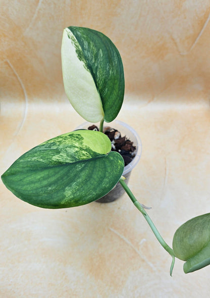Rare Scindapsus &