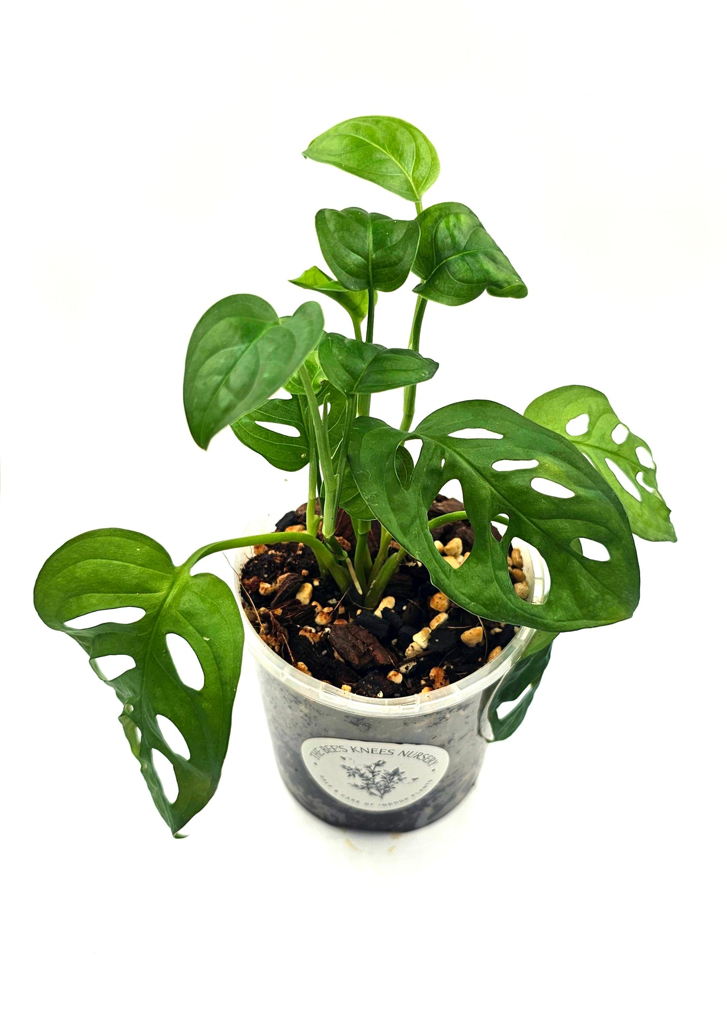 Monstera Adansonii &