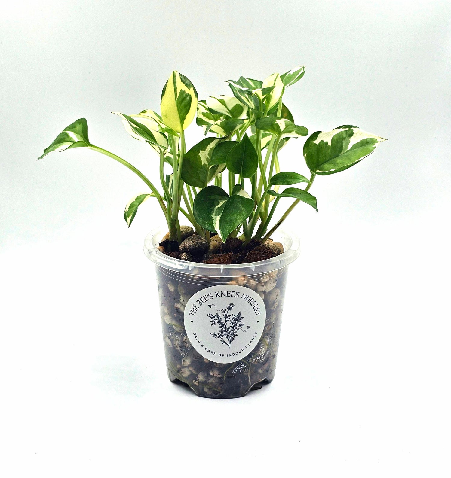 Epipremnum Aureum Pothos &