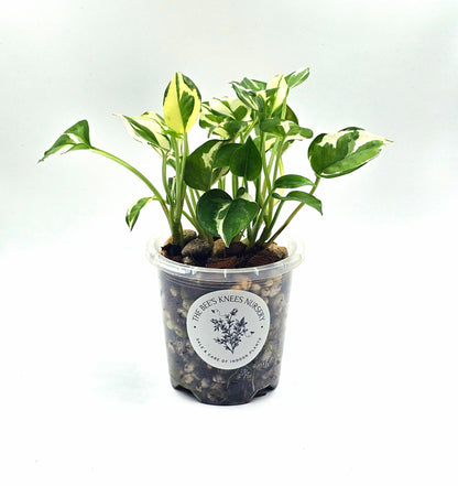 Epipremnum Aureum Pothos &