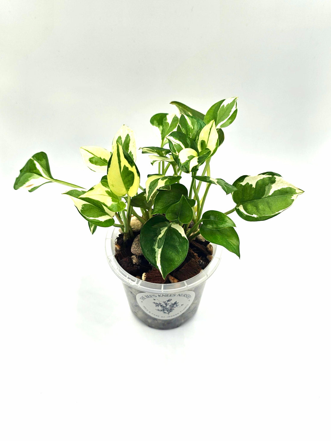 Epipremnum Aureum Pothos &