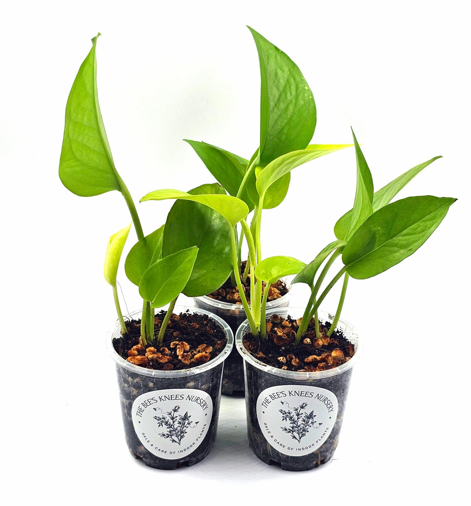Epipremnum Aureum Pothos &