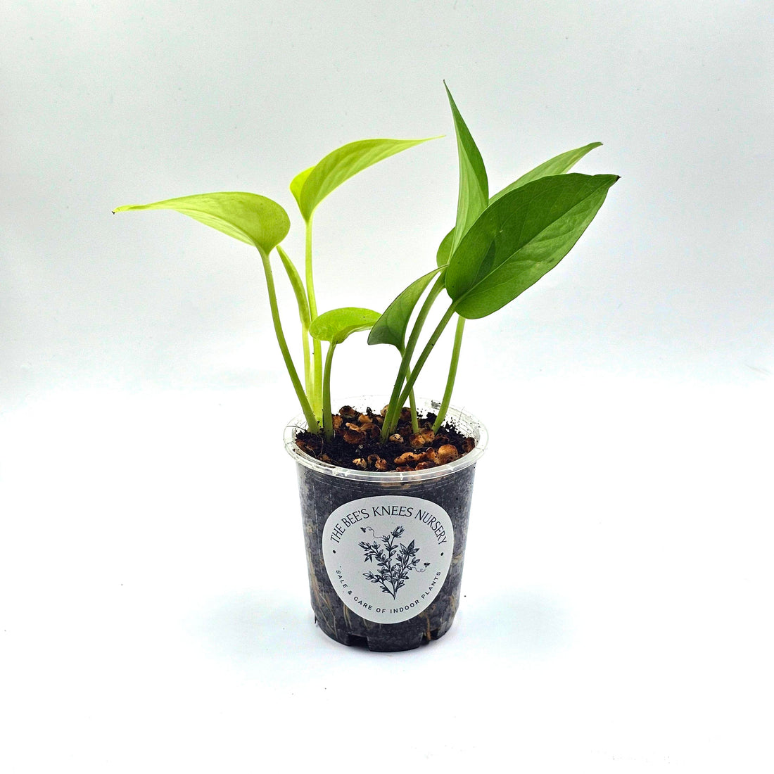 Epipremnum Aureum Pothos &