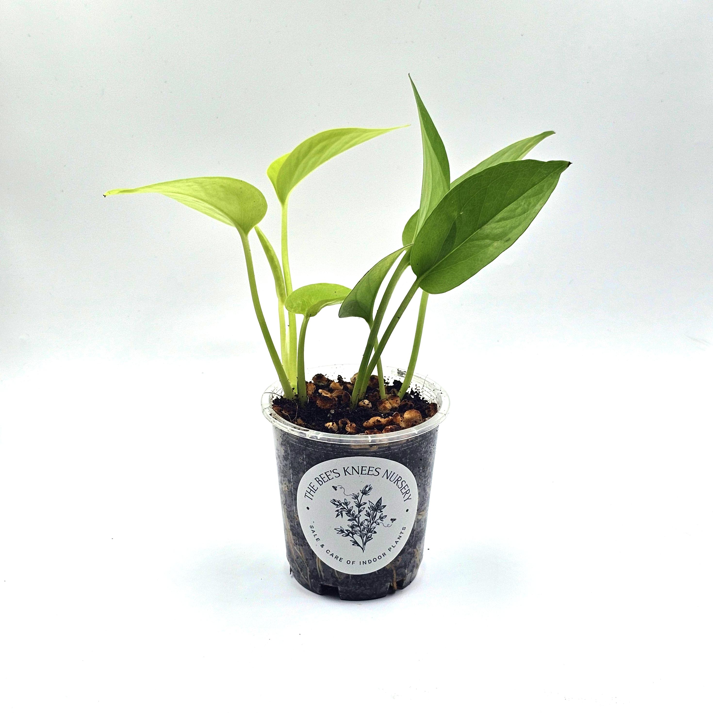 Epipremnum Aureum Pothos &