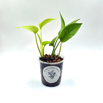 Epipremnum Aureum Pothos &