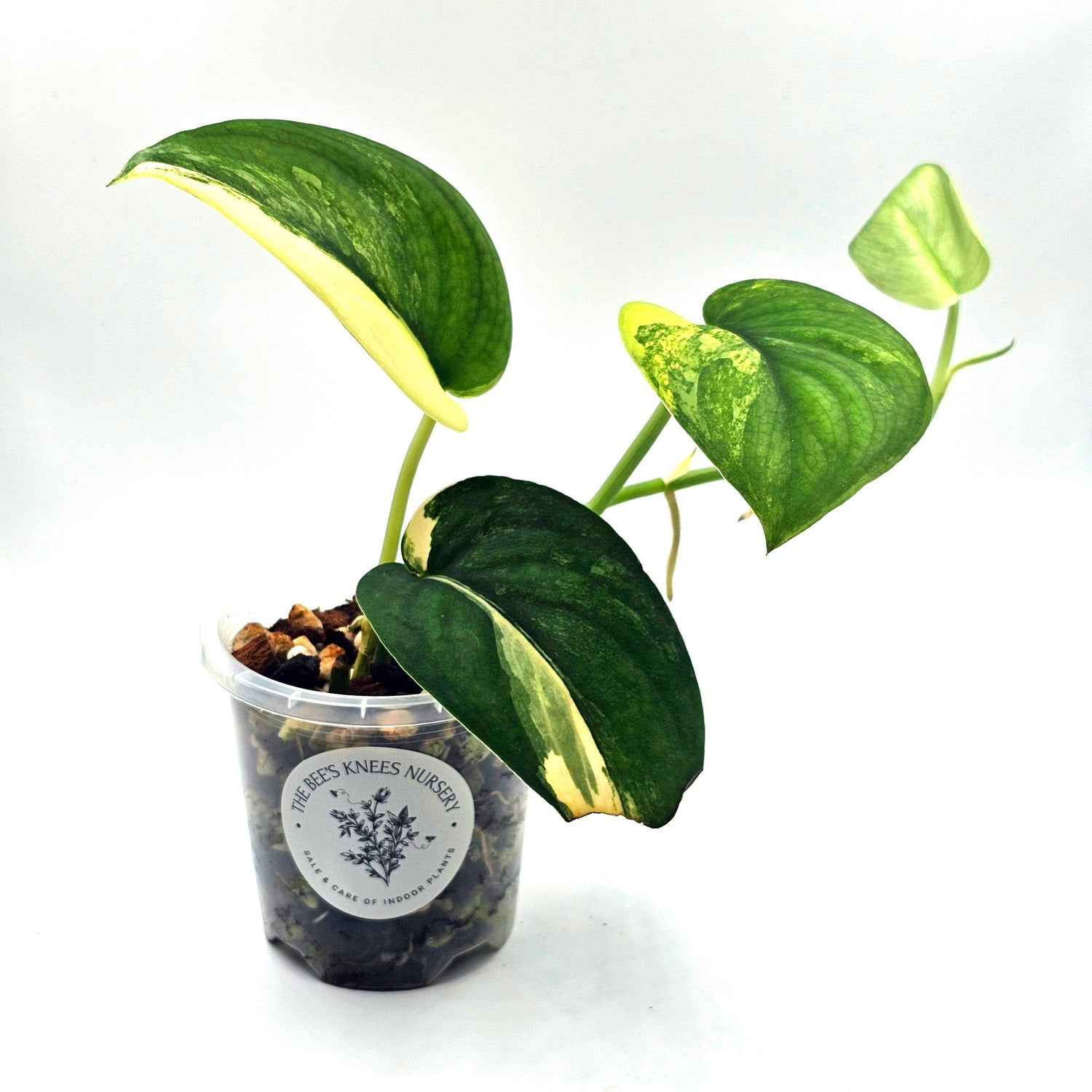 Rare Scindapsus &