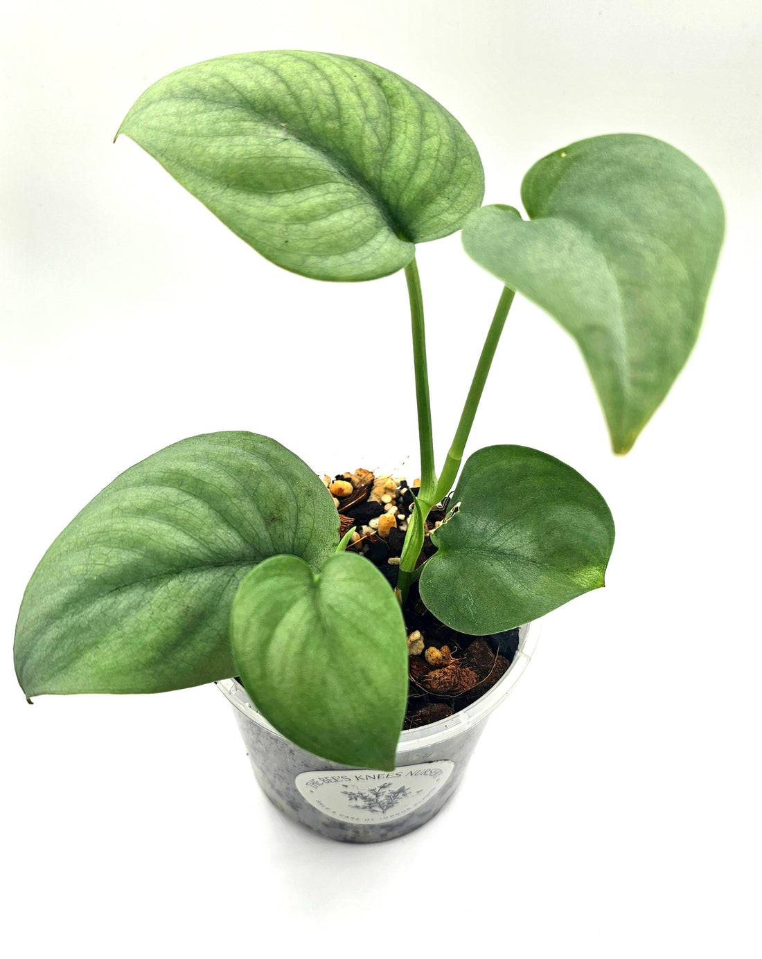 Scindapsus Pictus Platinum &