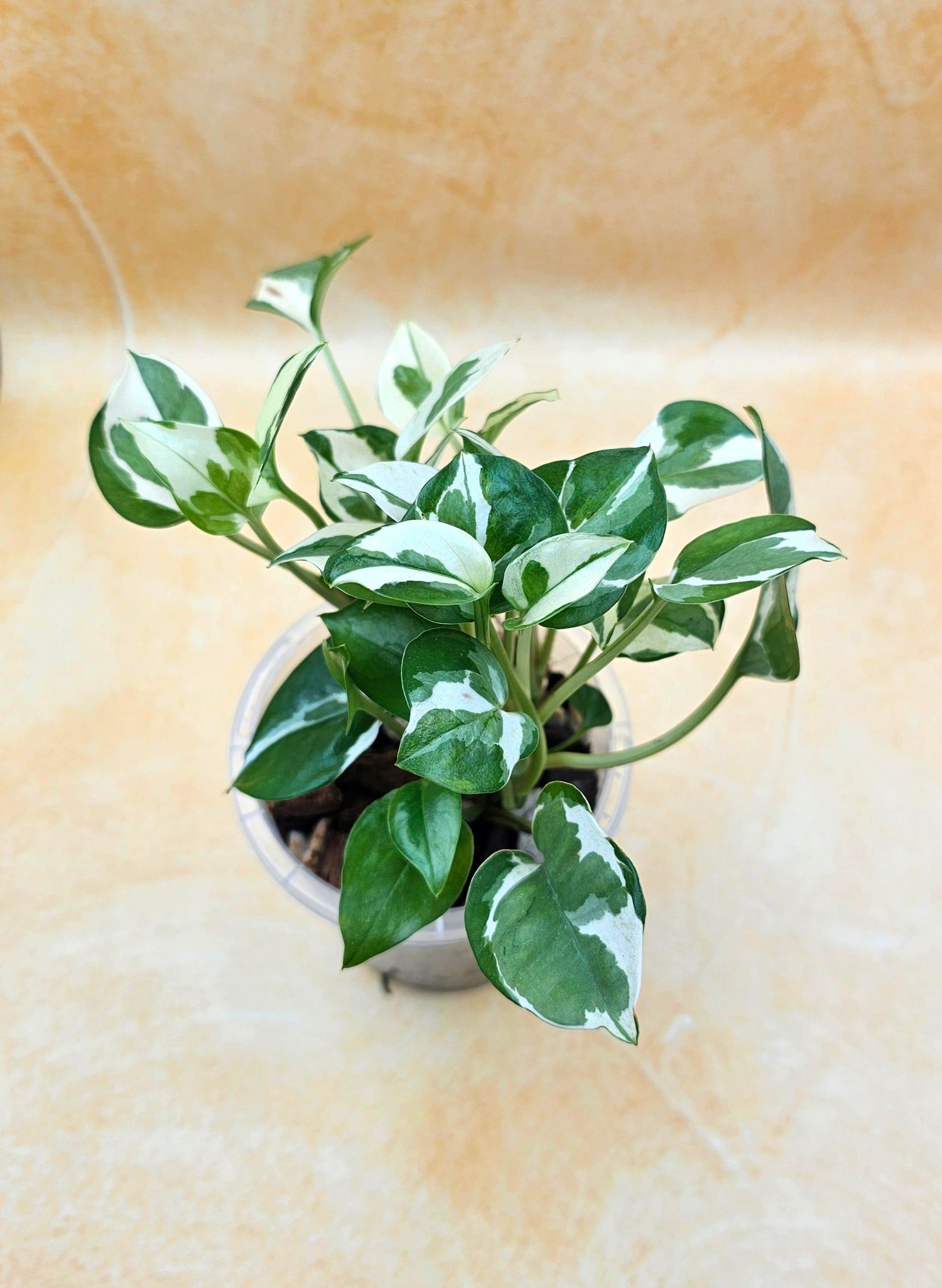 Epipremnum Aureum Pothos &