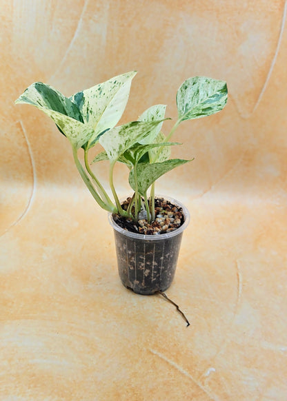 Epipremnum Aureum Pothos &